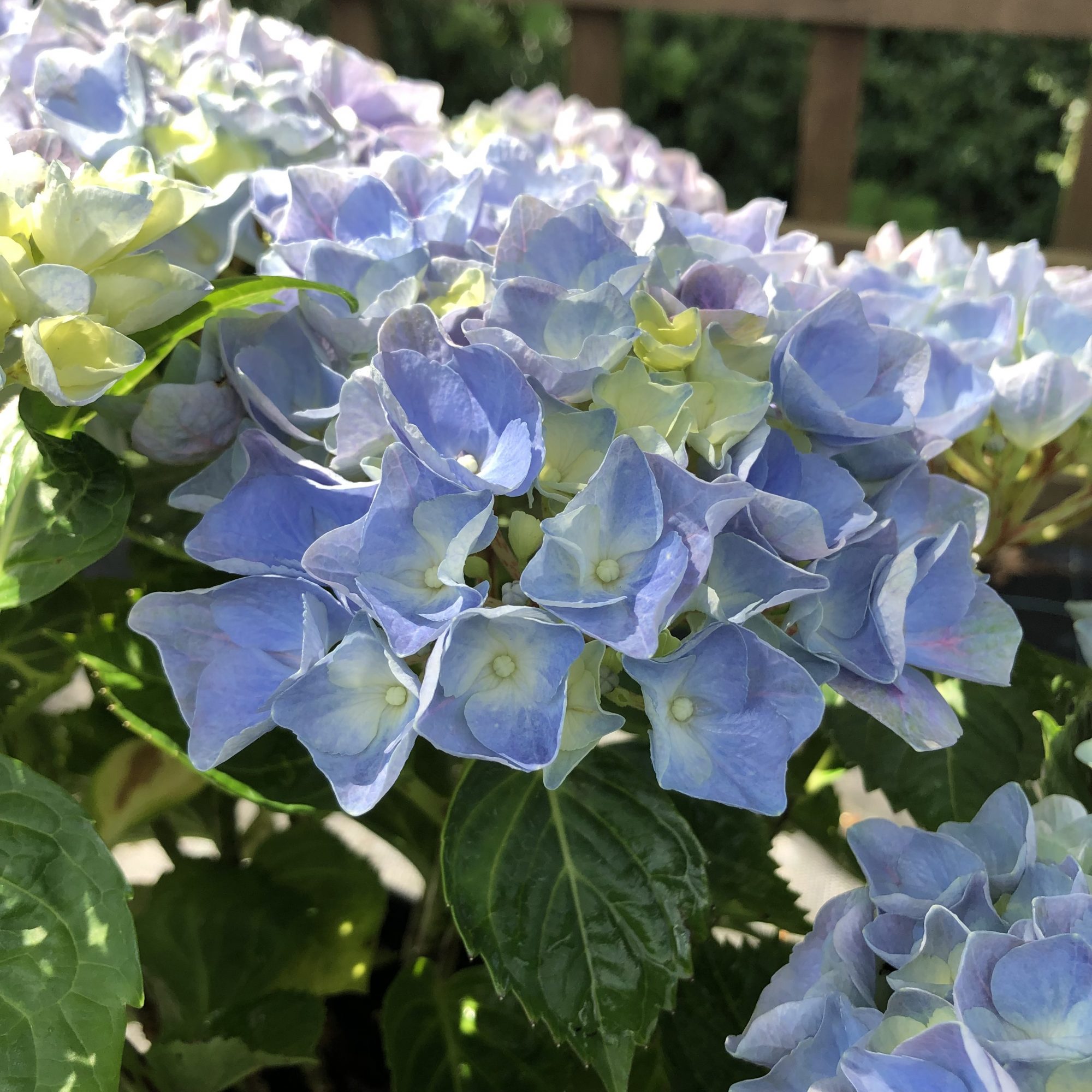 Hydrangea macrophylla Hi River Blue - Choice Plants - Millais Nurseries