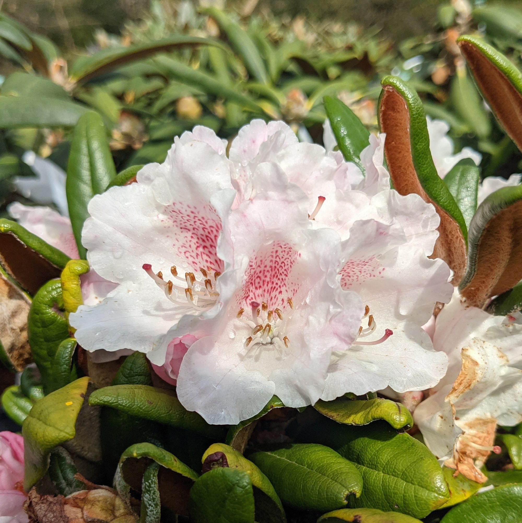 Rhododendron Web's Bee - Compact Rhododendrons - Millais Nurseries