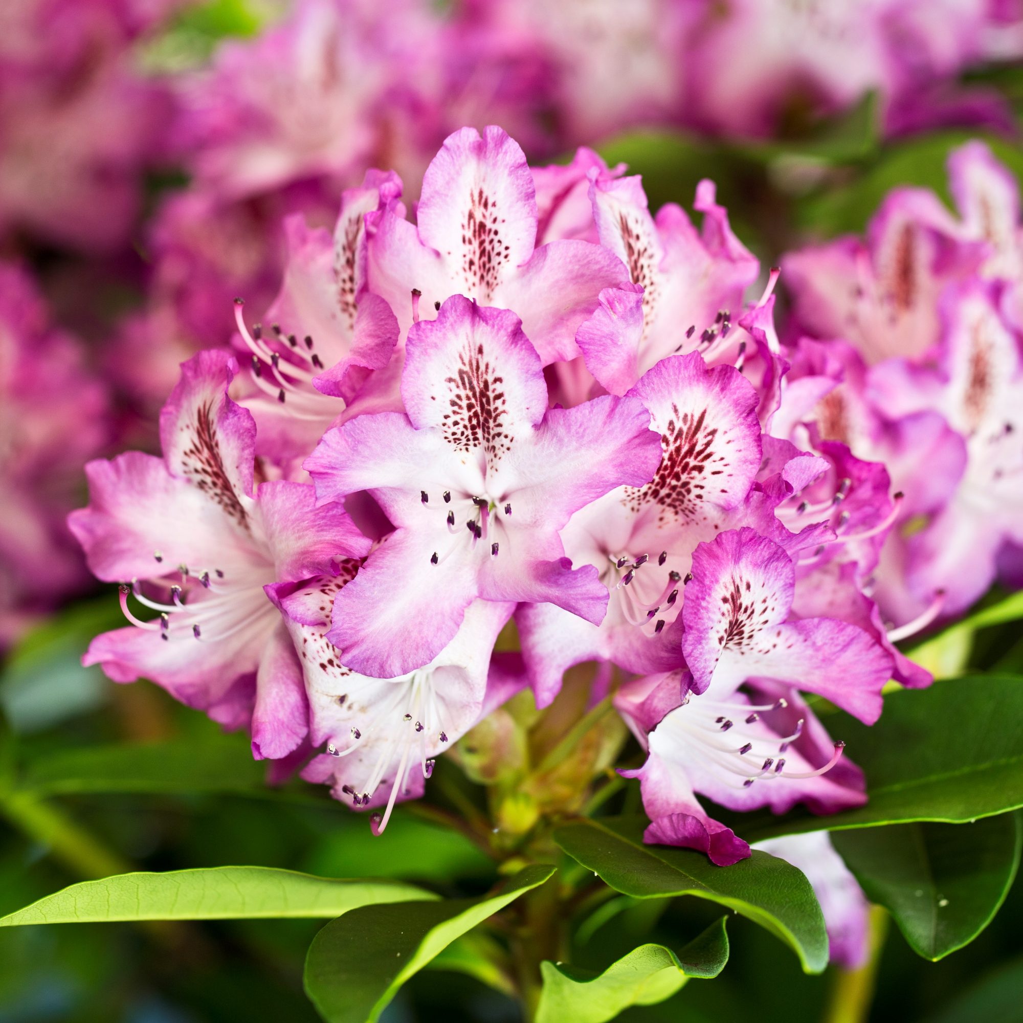 Rhododendron Etoile de Sleidinge - Tall Hybrid Rhododendrons - Millais ...