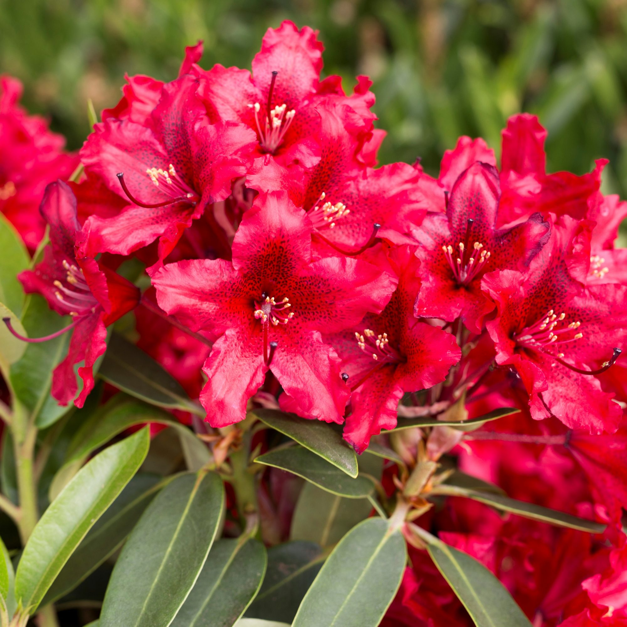 Rhododendron Taragona - Tall Hybrid Rhododendrons - Millais Nurseries