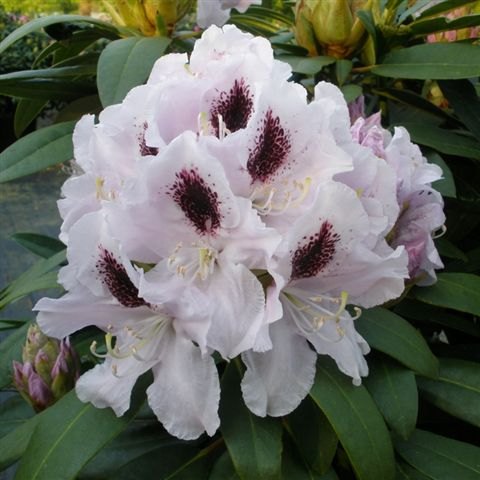 Rhododendron Calsap - Buy Calsap Rhododendrons online - Millais Nurseries