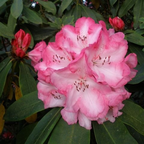 Rhododendron Lem's Monarch AGM INKARHO - INKARHO Lime-tolerant ...