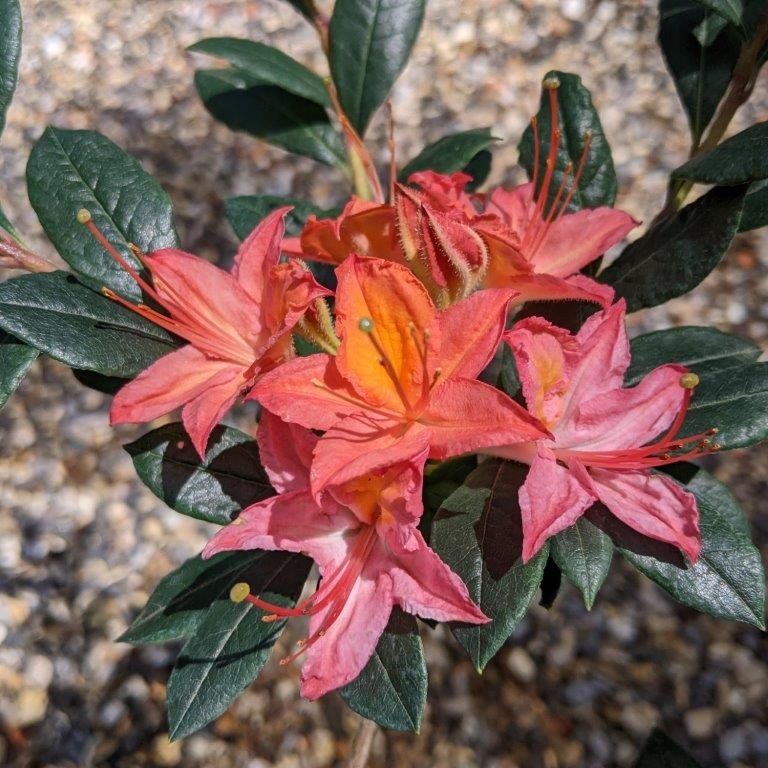 Deciduous Azalea Summer Peach - Deciduous Azaleas - Millais Nurseries