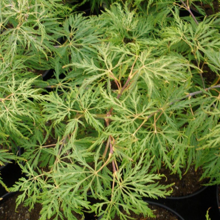 Acer palmatum dissectum 'Flavescens' - Buy Flavescens Maples online ...