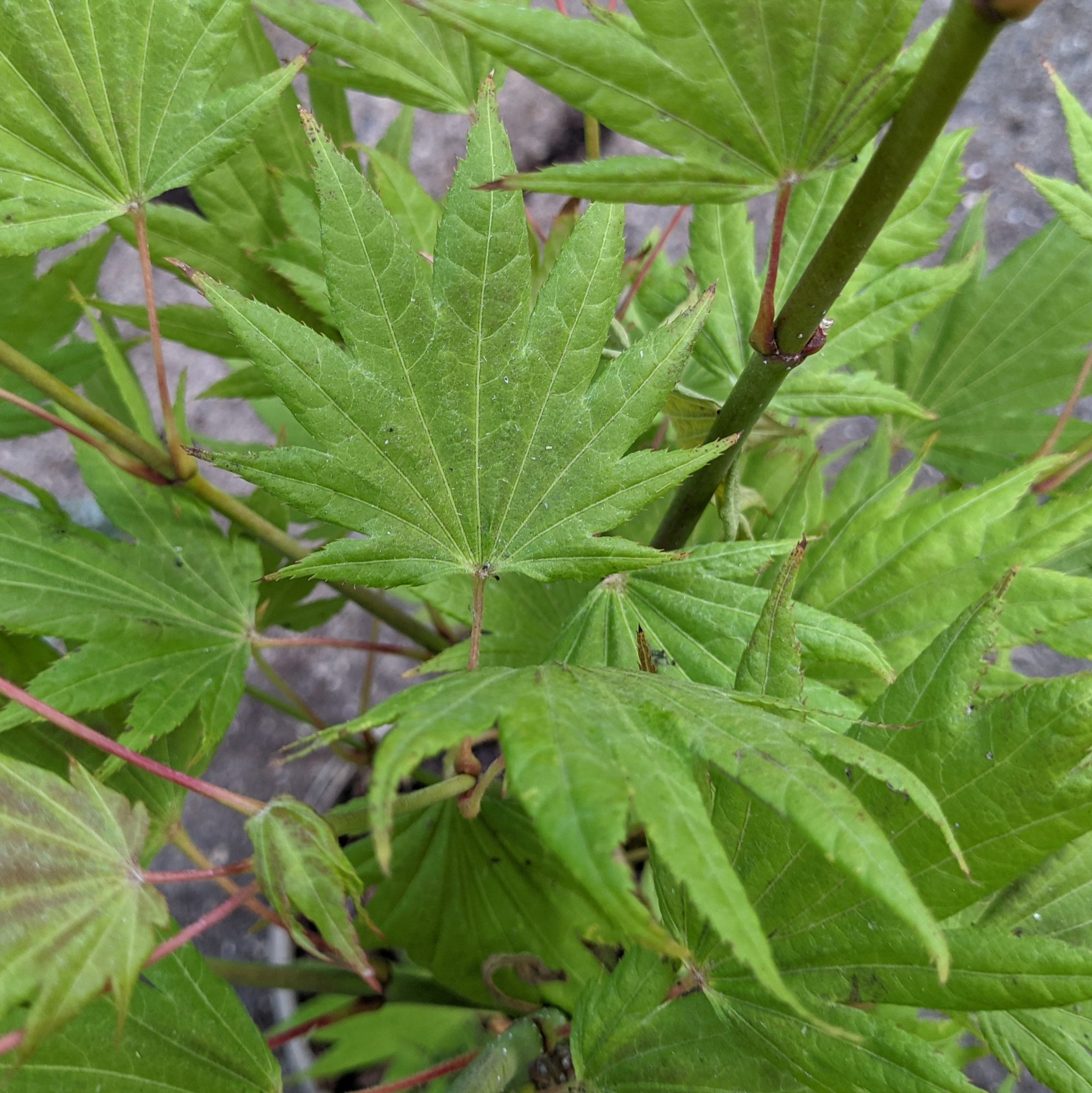 Acer shirasawanum 'Moonrise' - Acers - Millais Nurseries