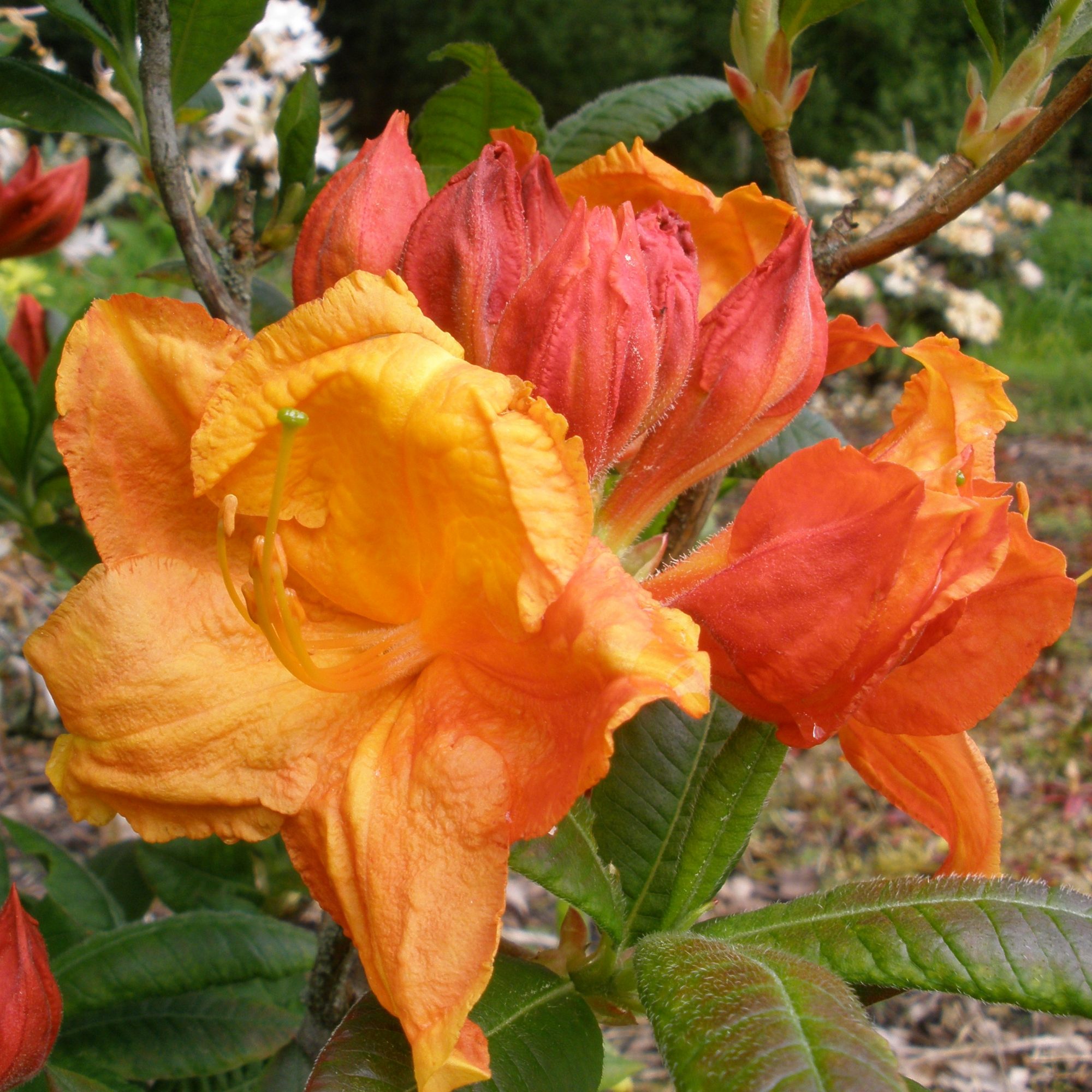 Azalea Glowing Embers   Buy Glowing Embers Rhododendrons Online