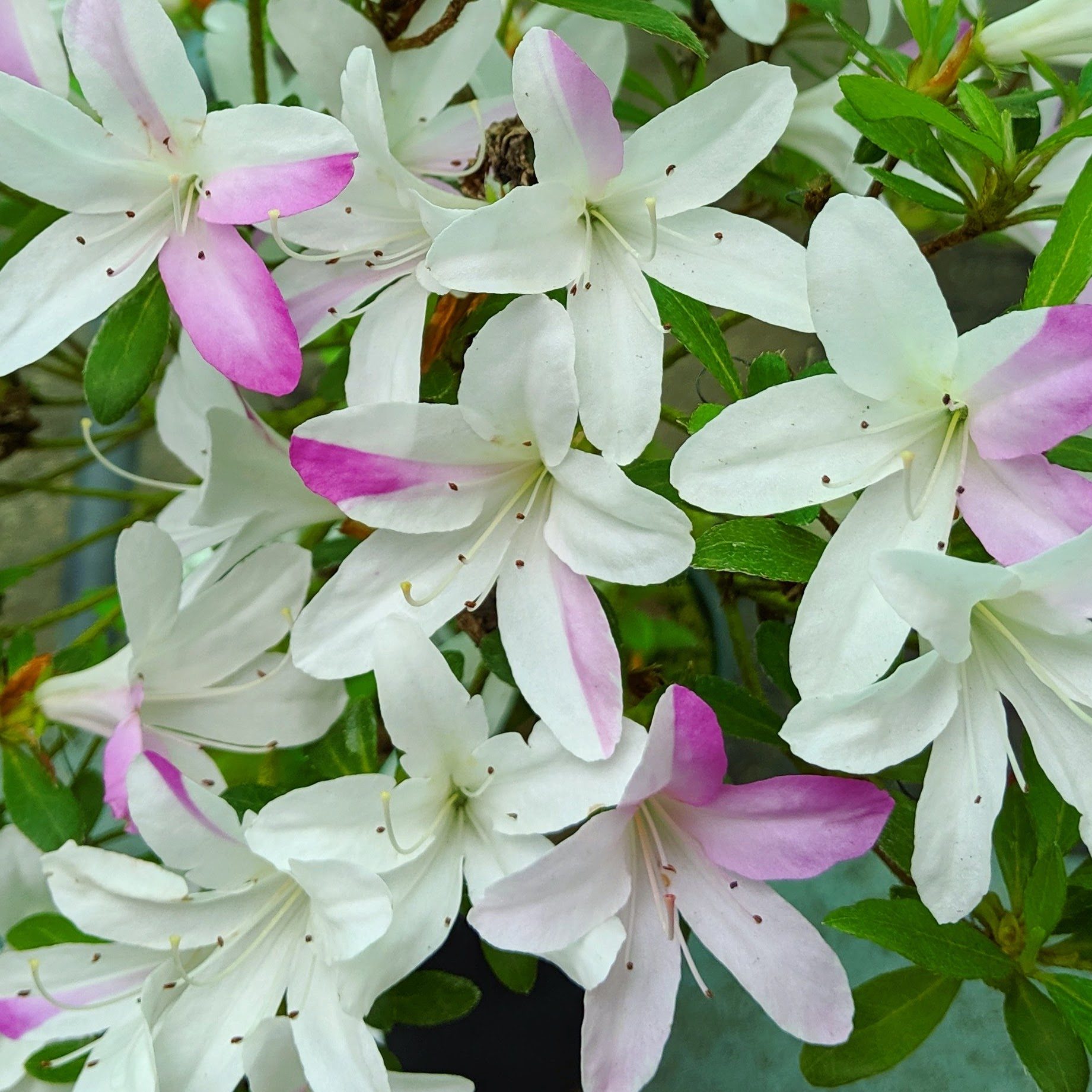 Evergreen Azalea Satsuki in Variety - Evergreen Azaleas - Millais Nurseries