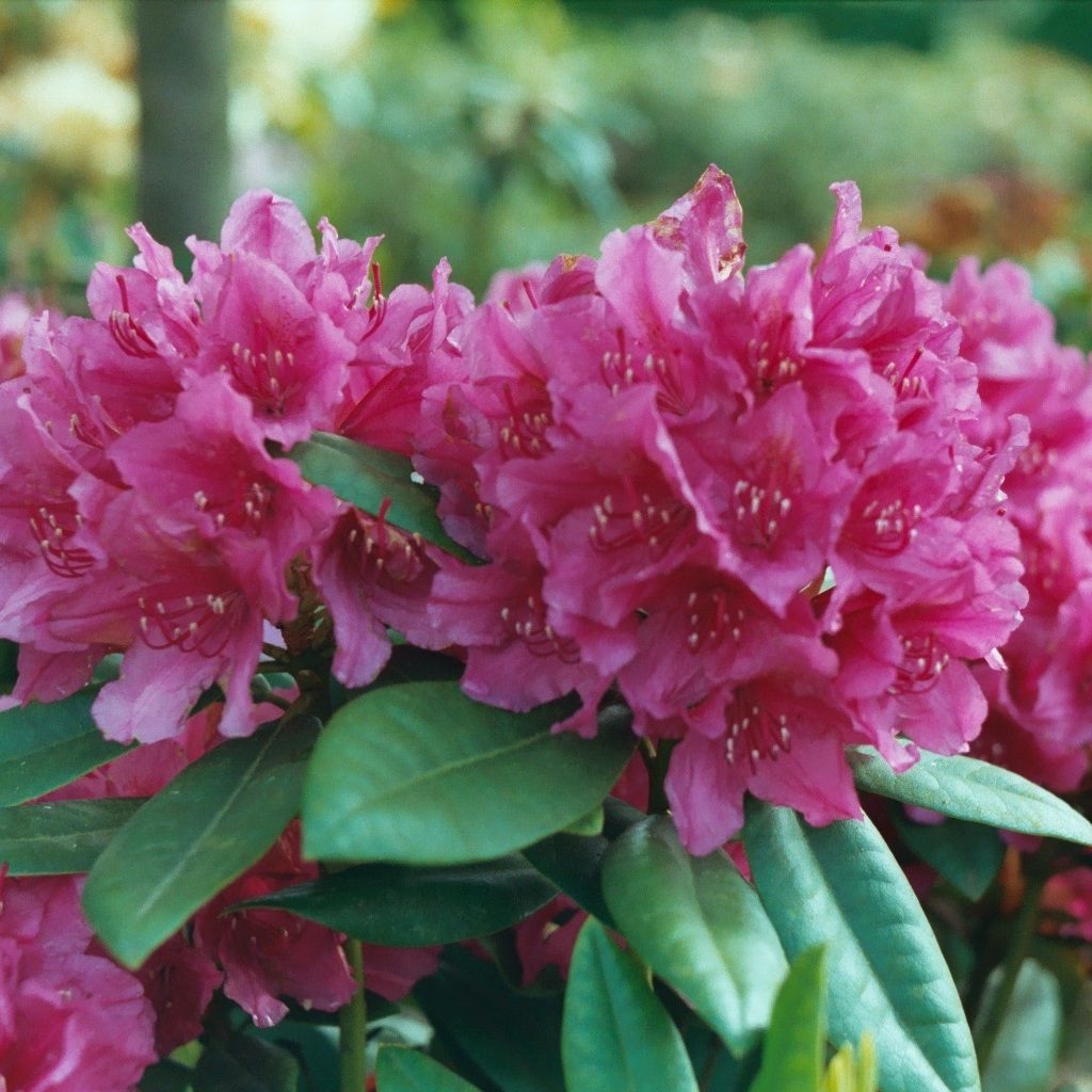 Rhododendron Dr H.C. Dresselhuys - Tall Hybrid Rhododendrons - Millais ...