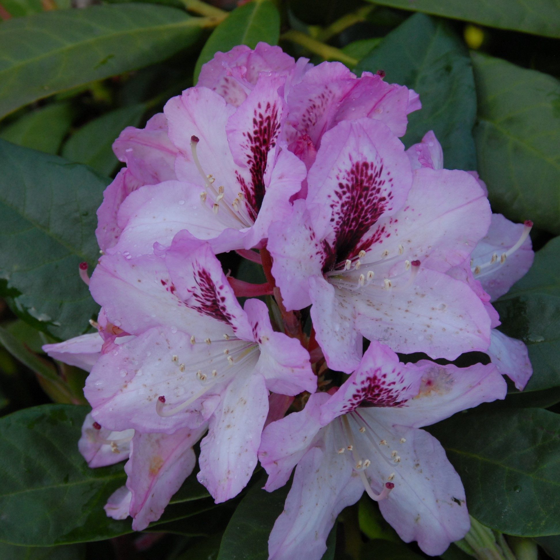 Rhododendron Autumn Joy (Herbstfreude) - Tall Hybrid Rhododendrons ...