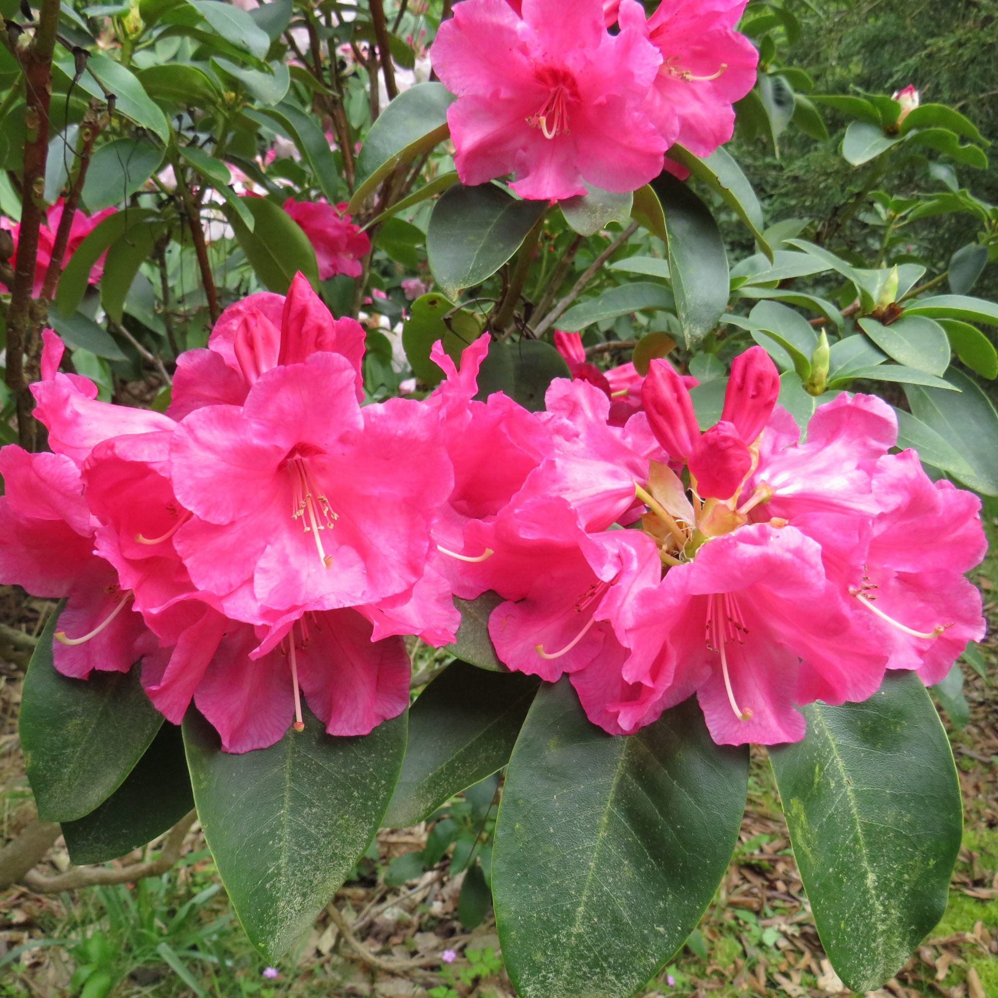 Rhododendron Hallelujah - Compact Rhododendrons - Millais Nurseries