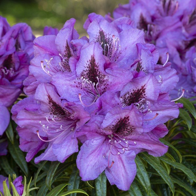 Rhododendron Blue Graziella INKARHO - INKARHO Lime-tolerant ...