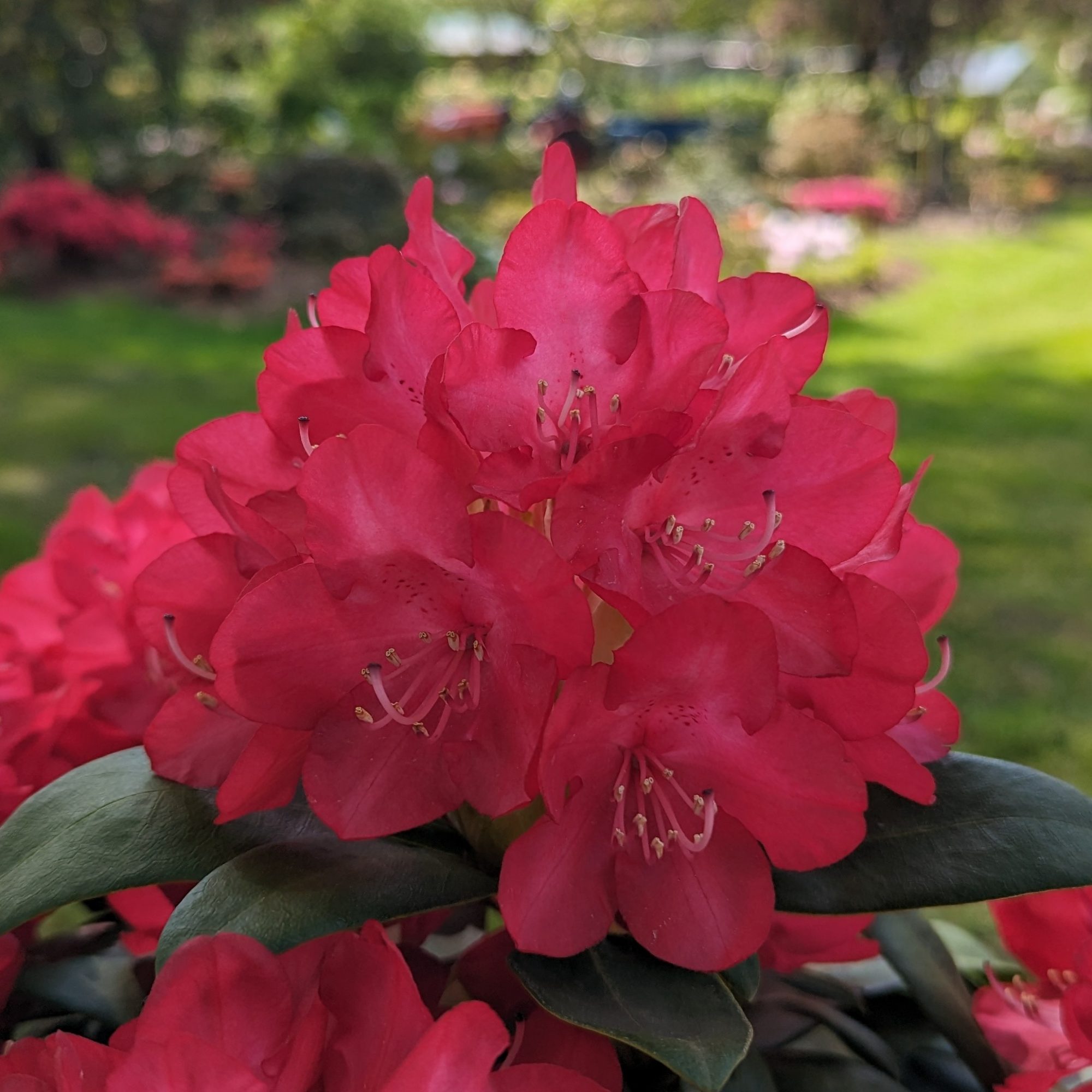 Rhododendron Red Star (Bohlkens Roter Stern) INKARHO - INKARHO Lime ...