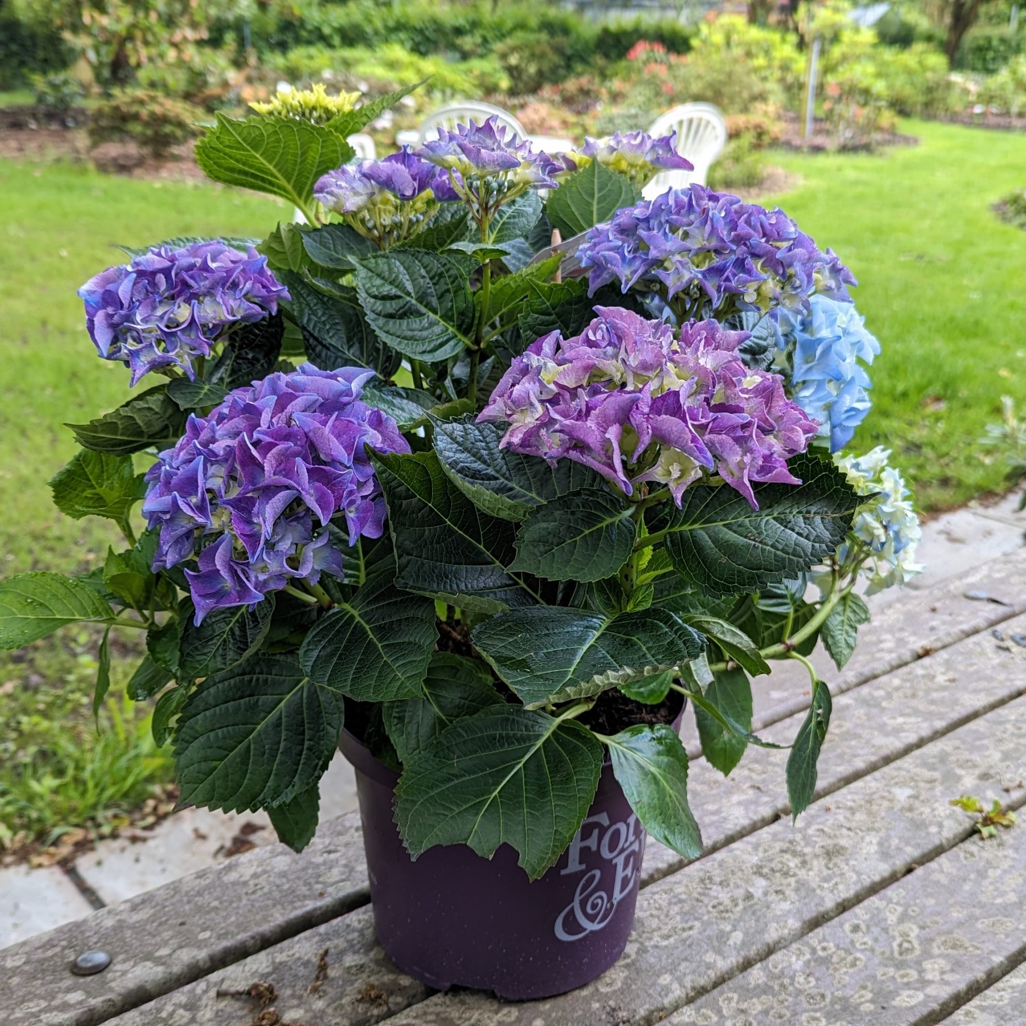 Hydrangea macrophylla 'Forever & Ever' Blue - Choice Plants - Millais ...