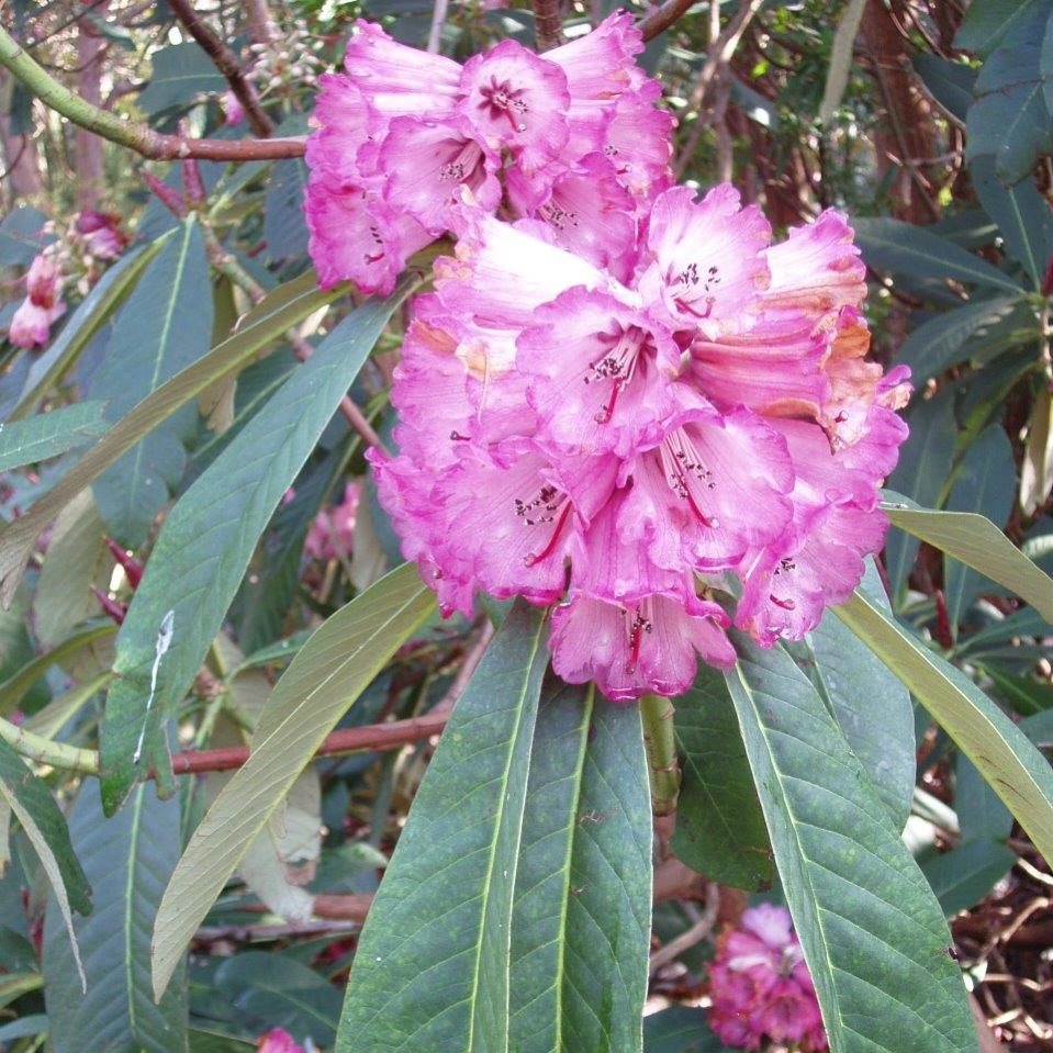 Rhododendron magnificum (Seed of KR11242) - Big Leaved Rhododendrons ...