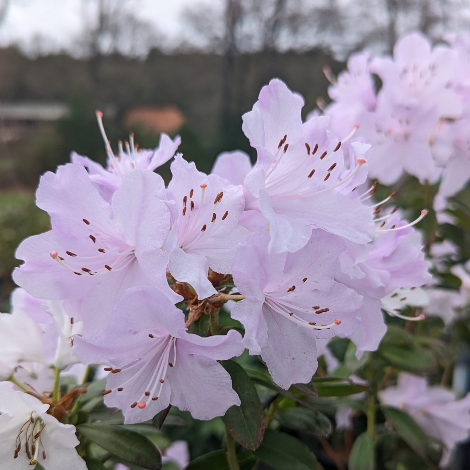 Dwarf Rhododendron Phalarope - Dwarf Rhododendrons - Millais Nurseries