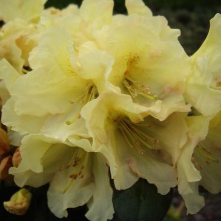 Rhododendron Buffalo - Tall Hybrid Rhododendrons - Millais Nurseries