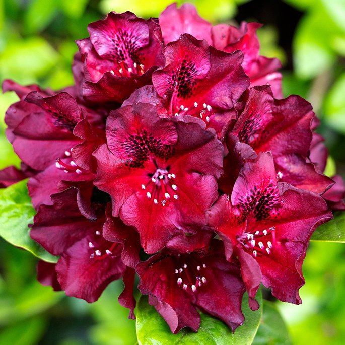 Rhododendron Black Widow - Tall Hybrid Rhododendrons - Millais Nurseries