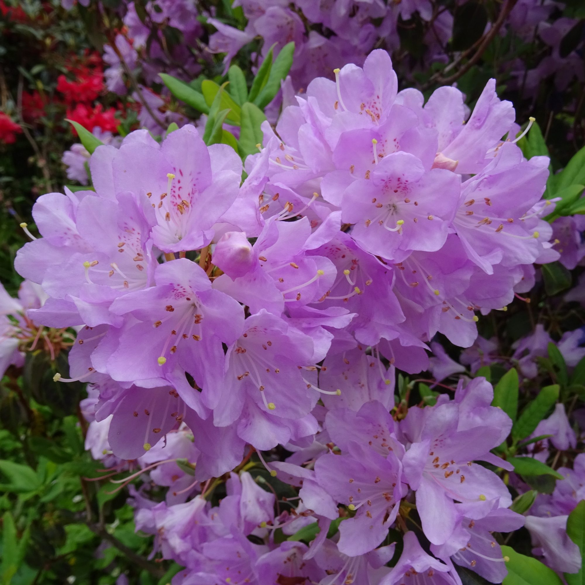 Rhododendron oreotrephes - Buy oreotrephes Rhododendrons online ...