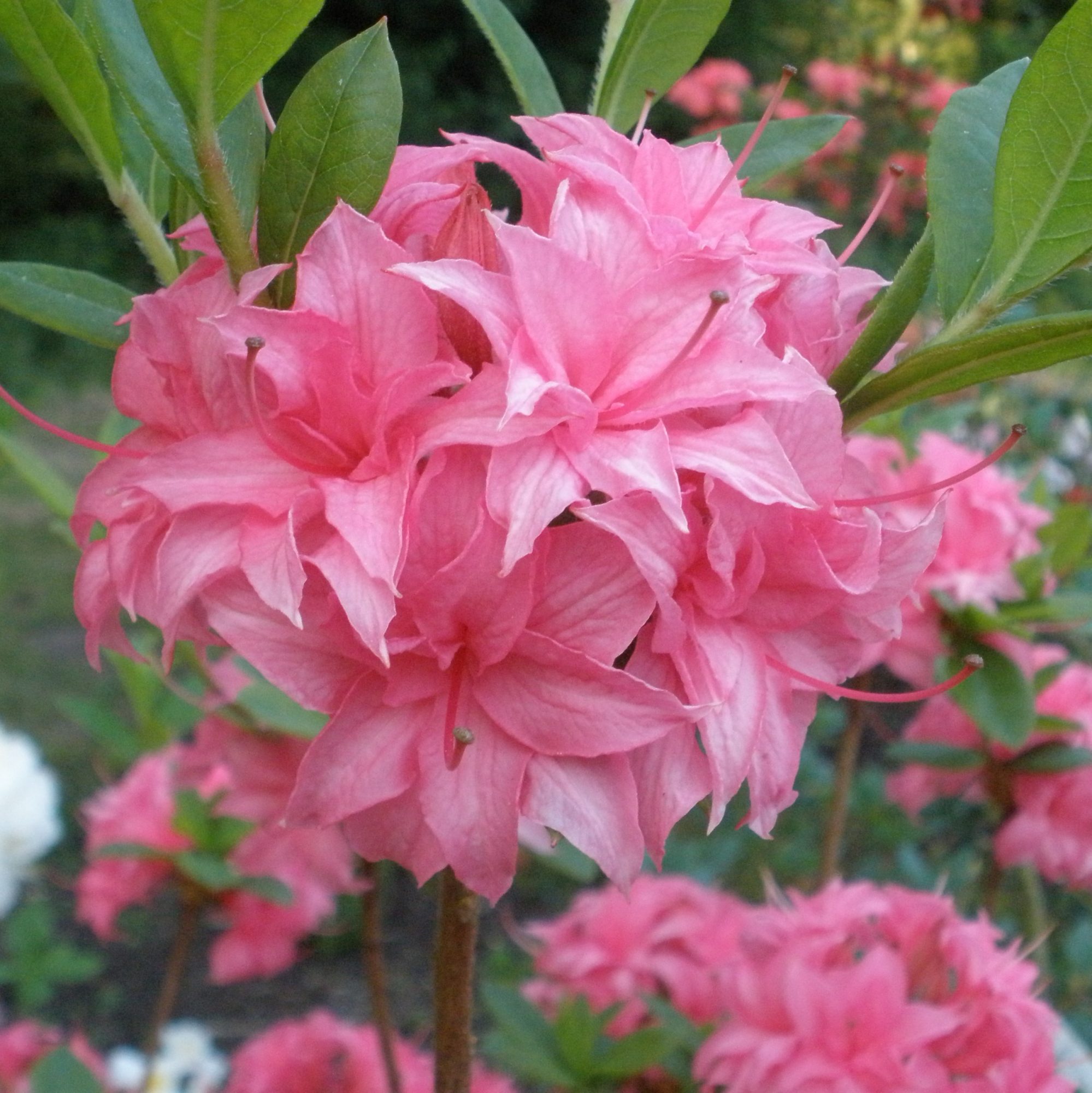 Homebush Deciduous Azalea - Buy Rhododendron Homebush AGM online ...