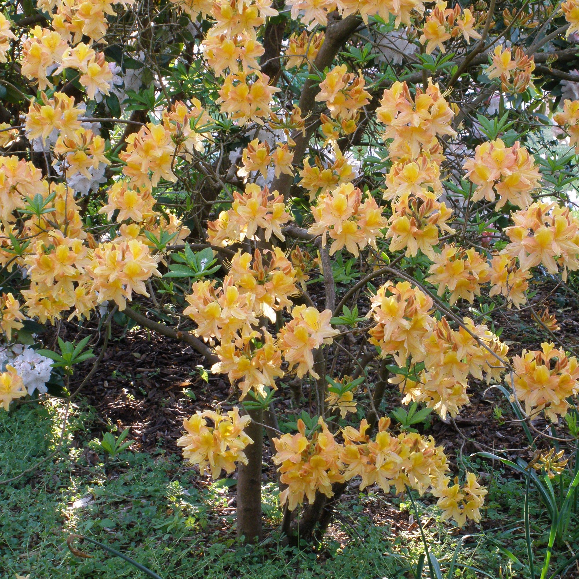 Knaphill Apricot Deciduous Azalea - Buy Rhododendron Knaphill Apricot ...