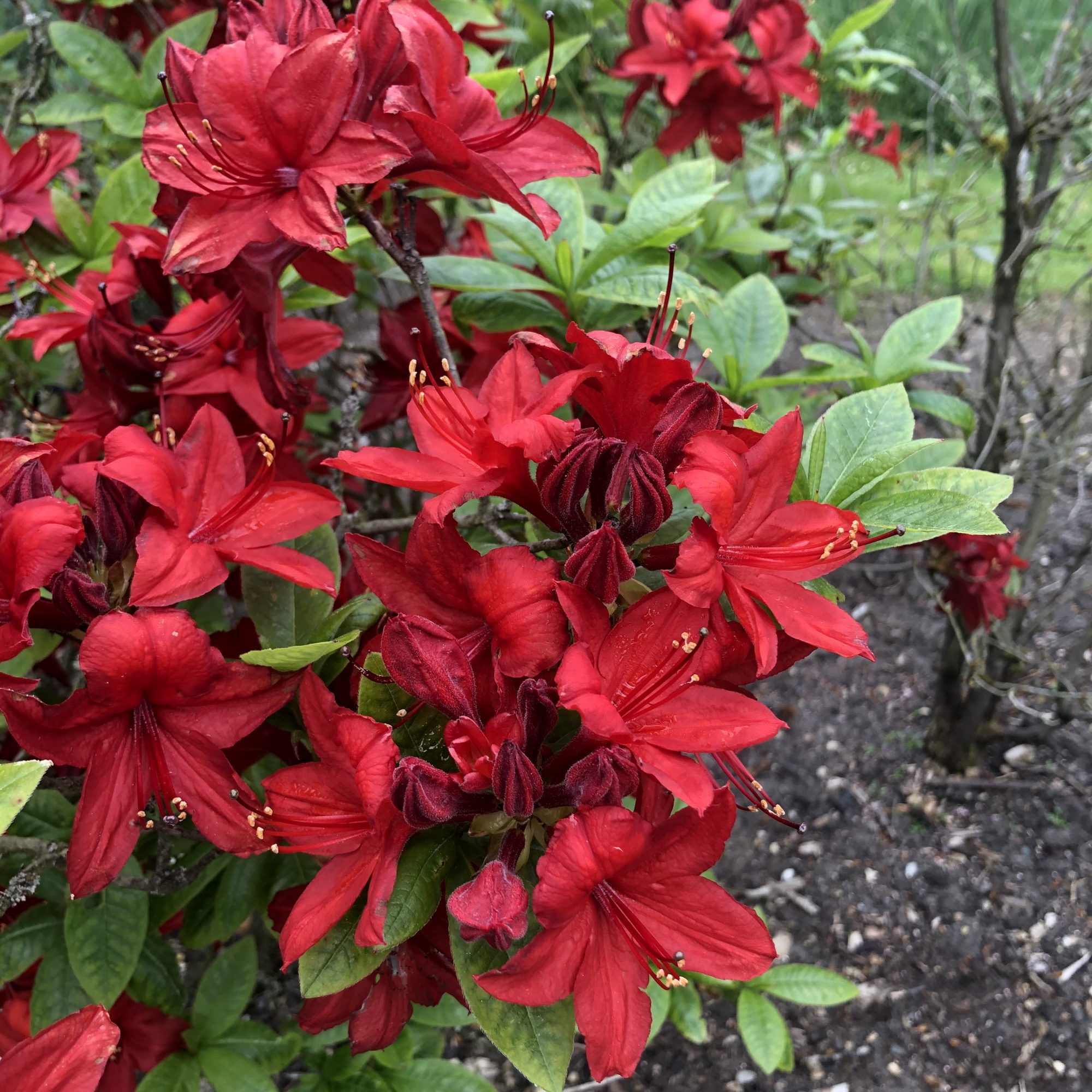 Knaphill Red Deciduous Azalea - Buy Rhododendron Knaphill Red online ...