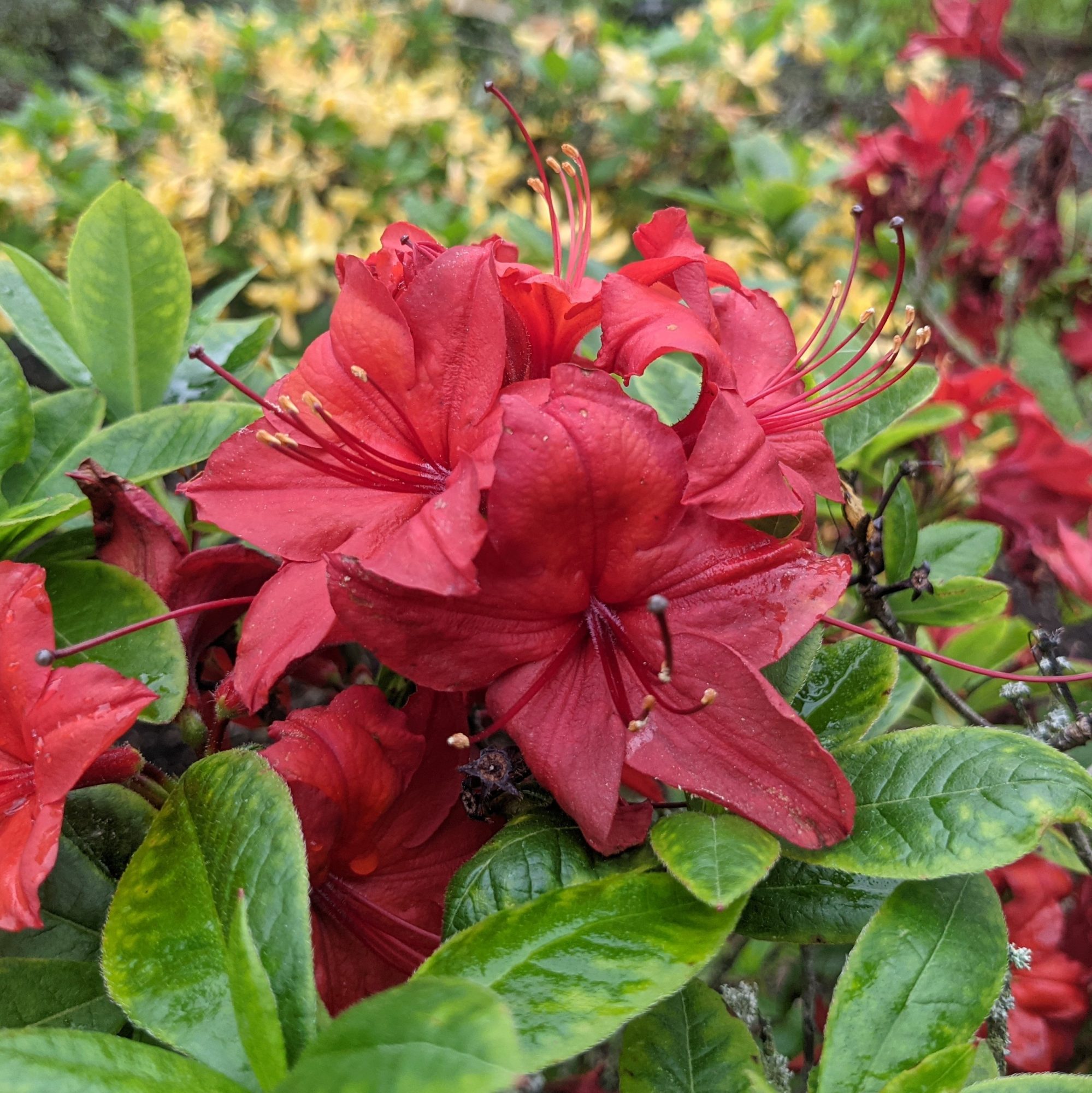 Knaphill Red Deciduous Azalea - Buy Rhododendron Knaphill Red online ...