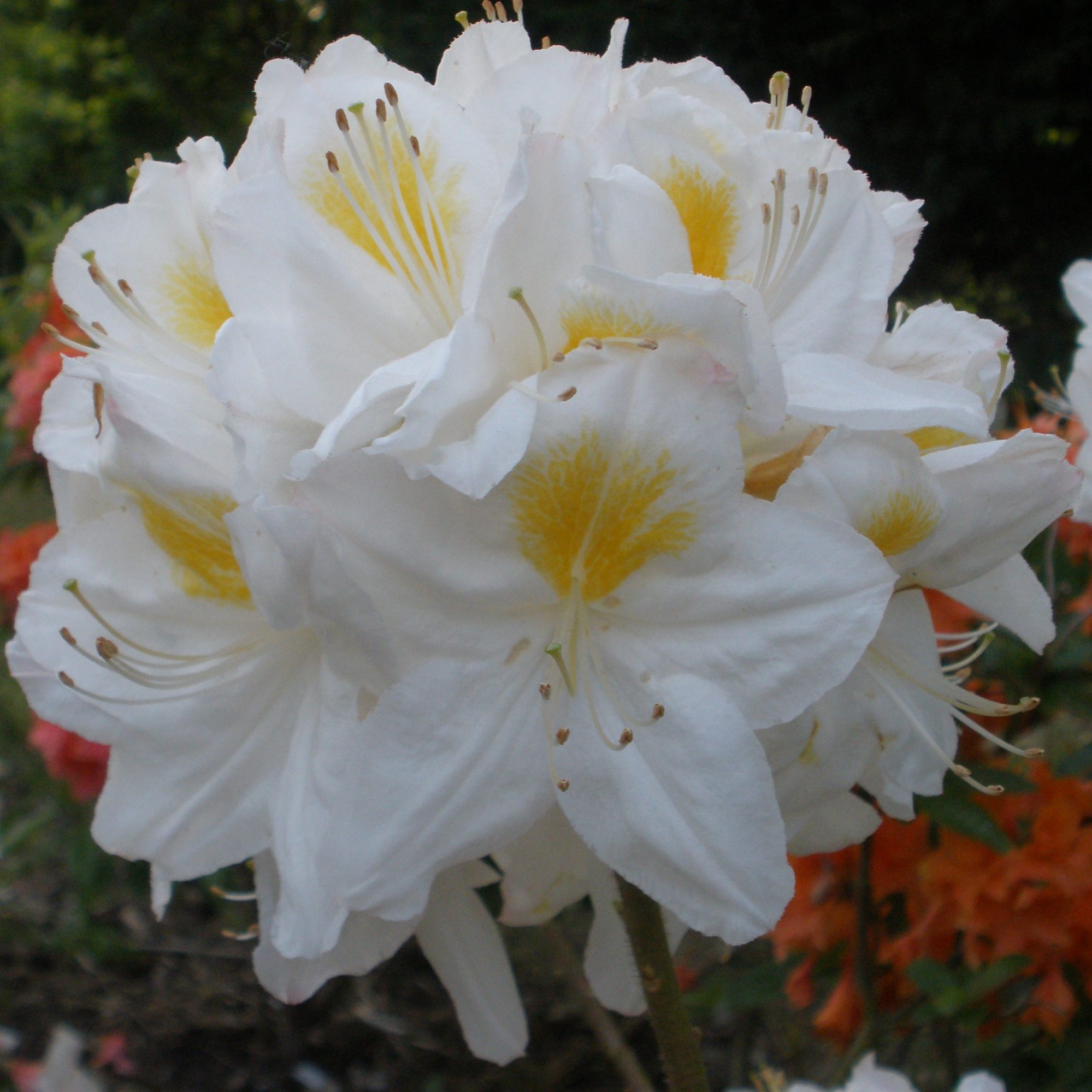 Persil Deciduous Azalea - Buy Rhododendron Persil AGM online - Millais