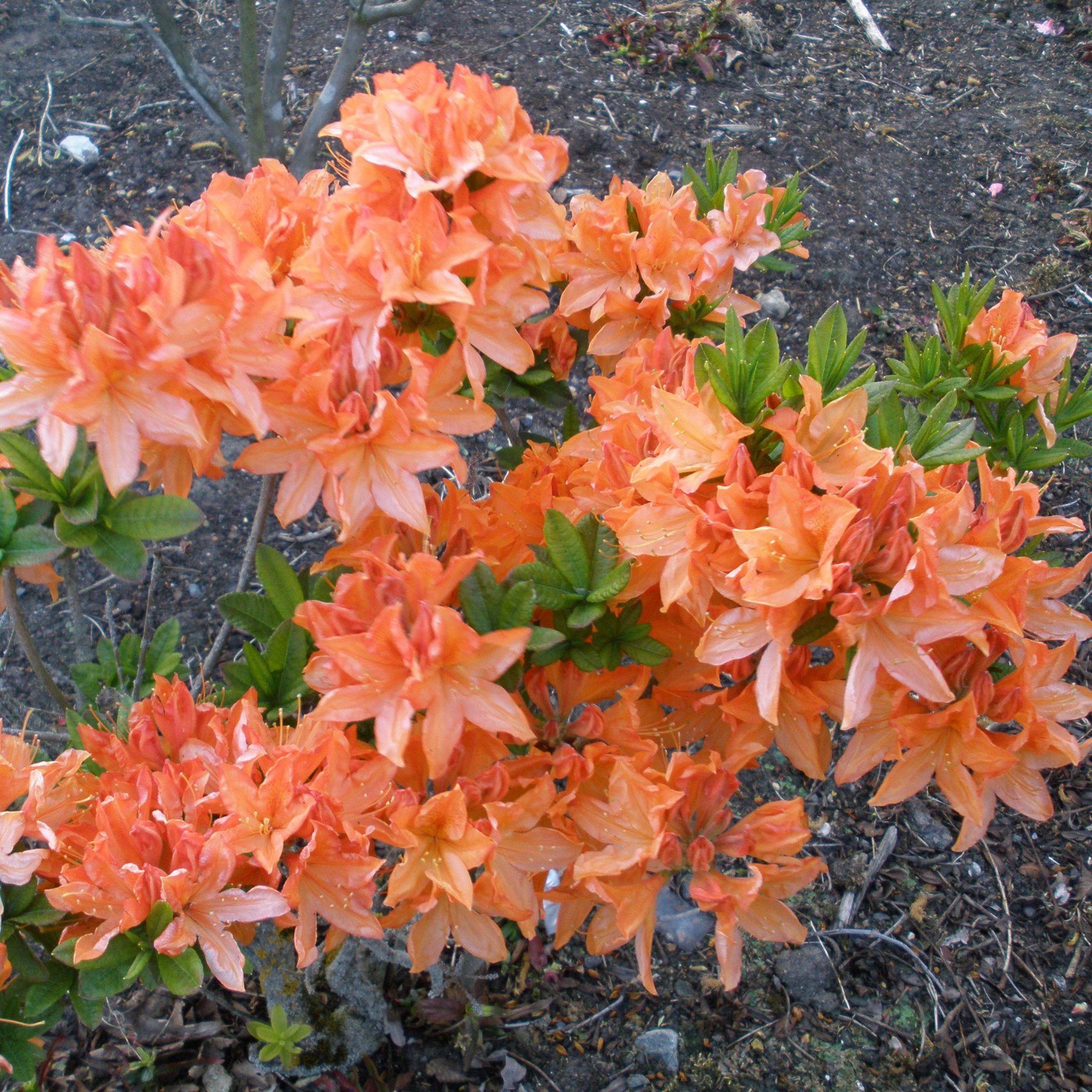 Queen Emma Deciduous Azalea - Buy Rhododendron Queen Emma online ...