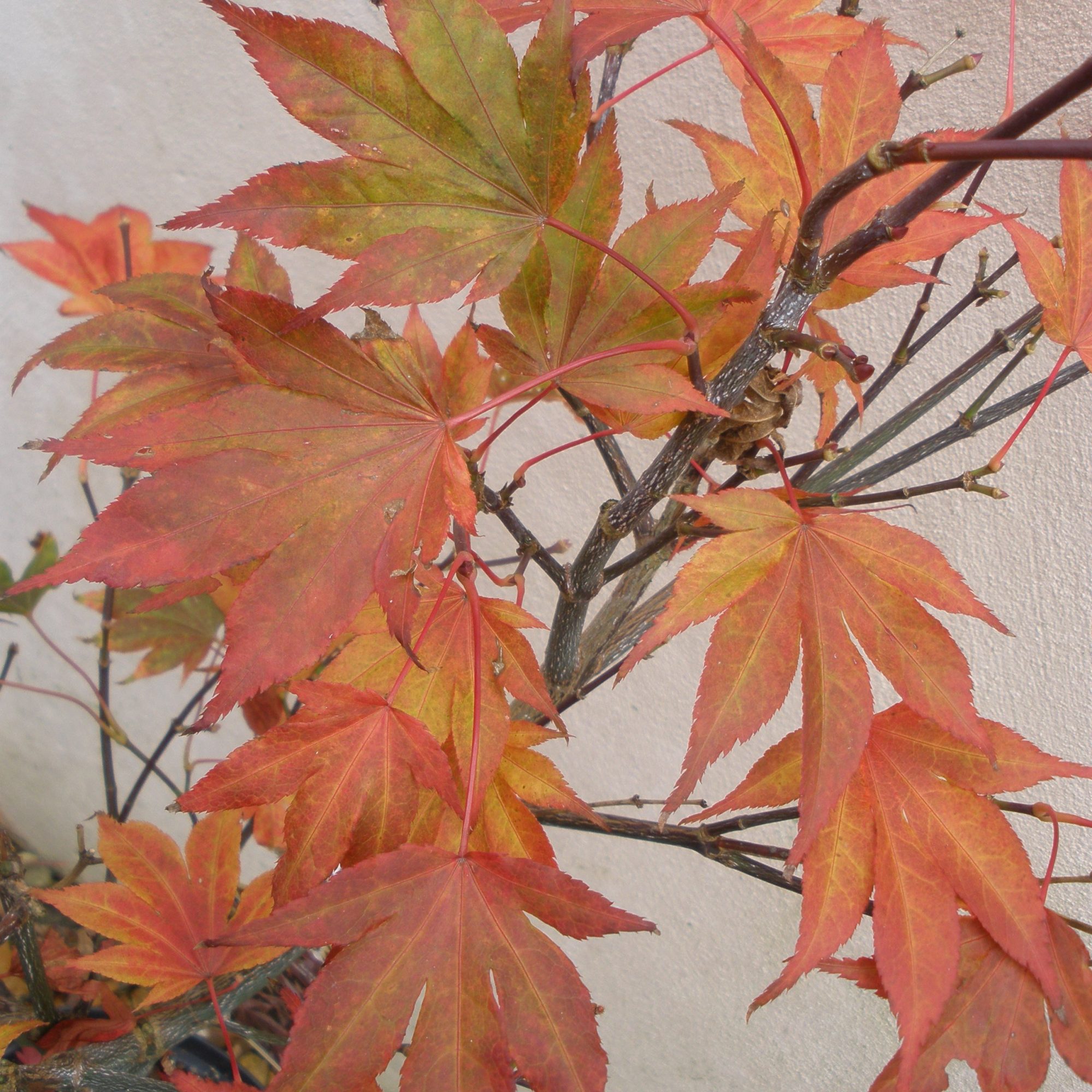 Acer palmatum 'Fireglow' - Buy Fireglow Japanese Maples Online ...