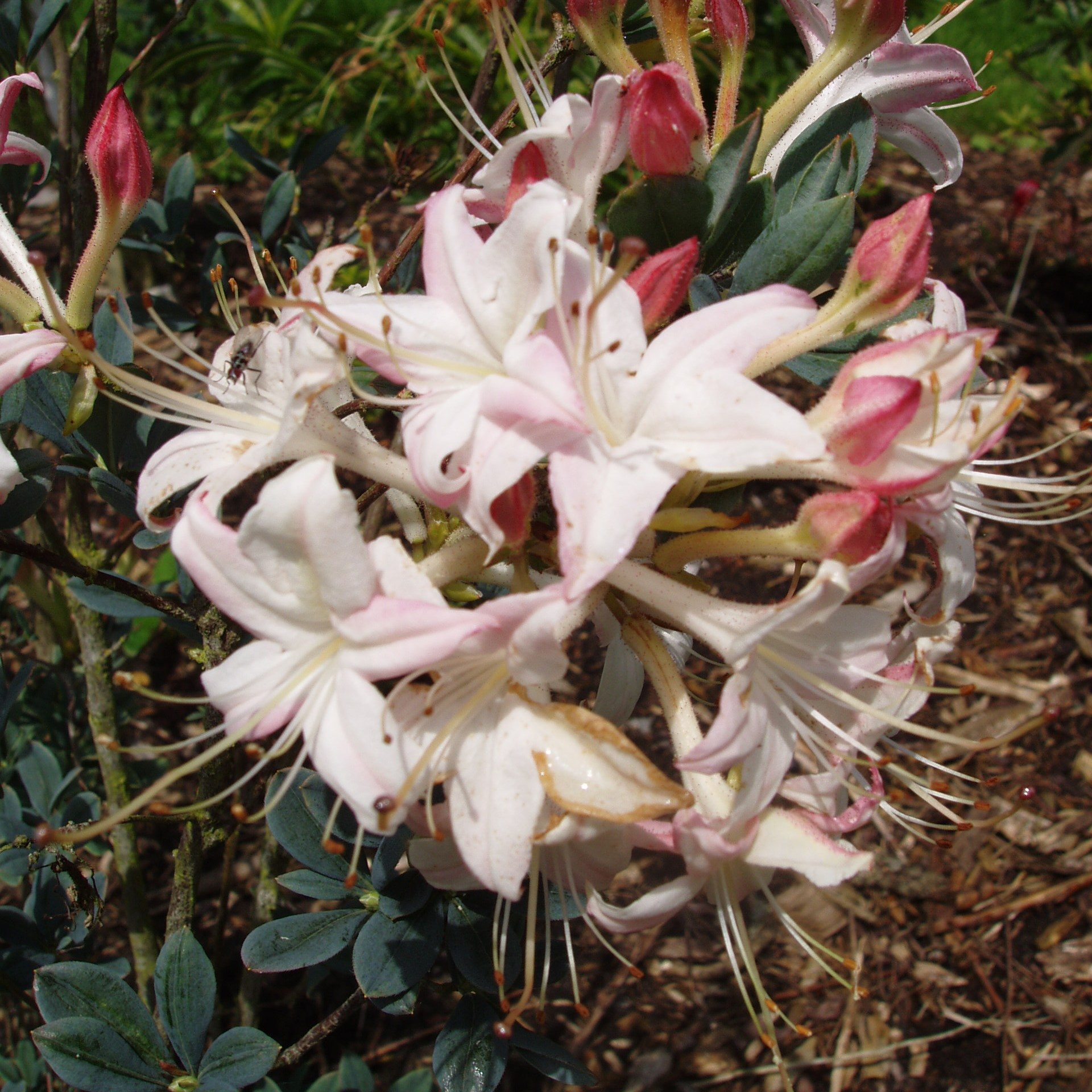 Sea of Stars Deciduous Azalea Buy Rhododendron Sea of Stars online