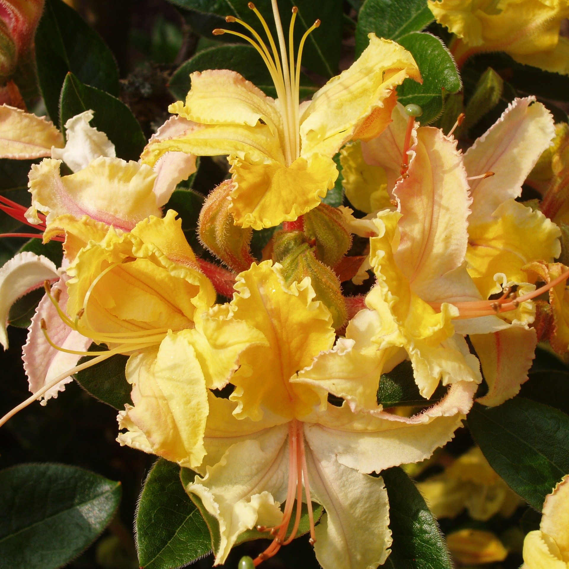 Deciduous Azalea Summer Sunshine - Deciduous Azaleas - Millais Nurseries