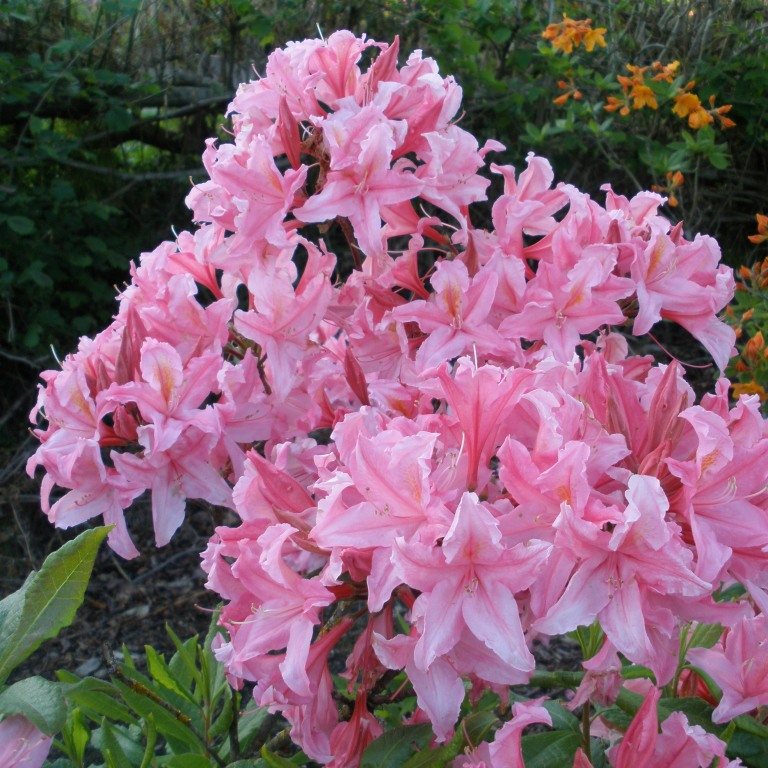 Deciduous Azalea Westminster - Deciduous Azaleas - Millais Nurseries