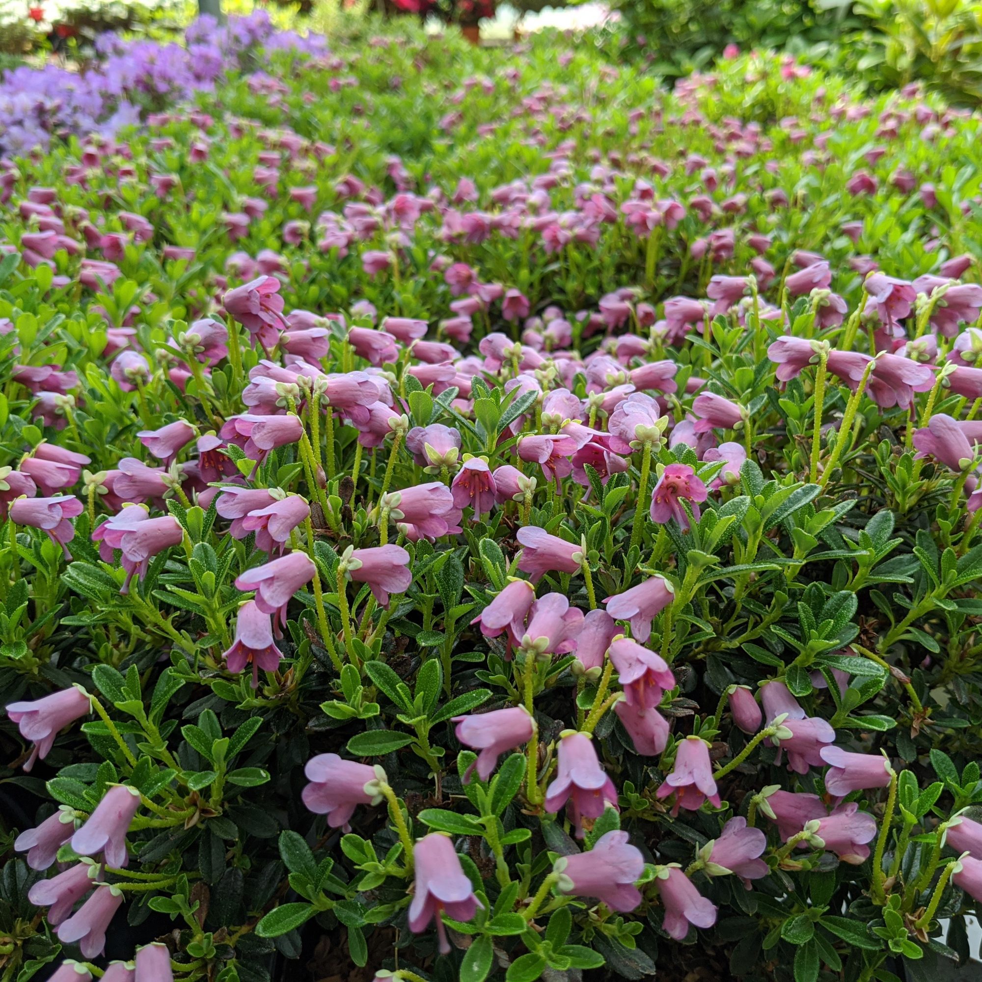 Campylogynum Myrtilloides Rhododendron Buy Campylogynum Myrtilloides