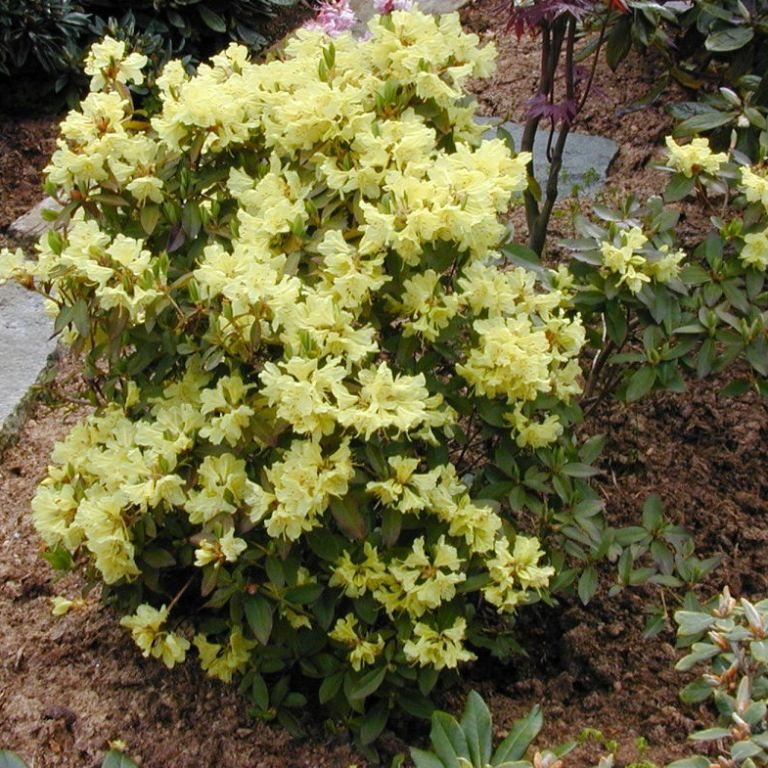 Golden Princess Dwarf Rhododendron Buy Rhododendron Golden Princess Millais Nurseries
