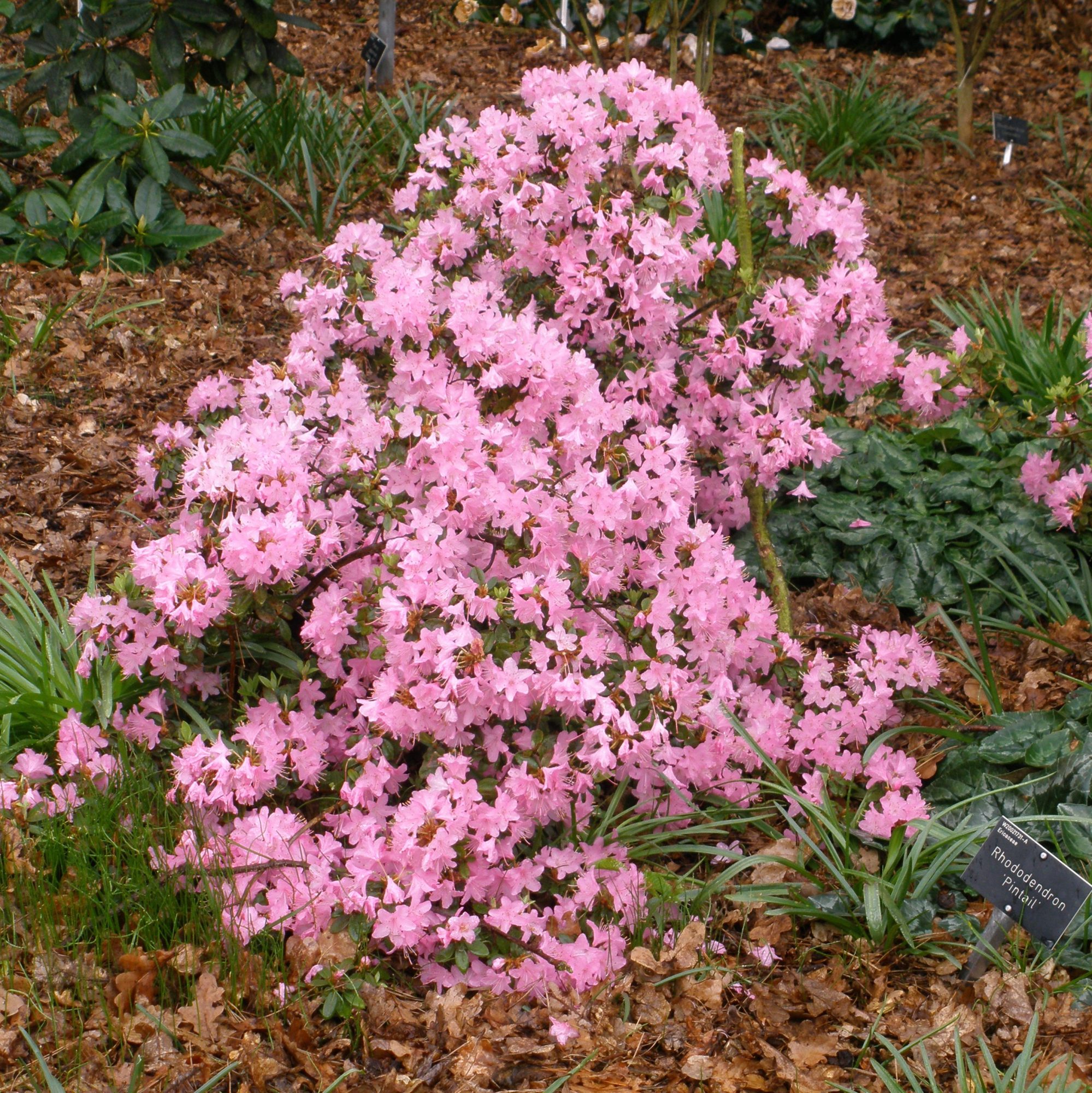 Pintail Dwarf Rhododendron - Buy Rhododendron Pintail online - Millais