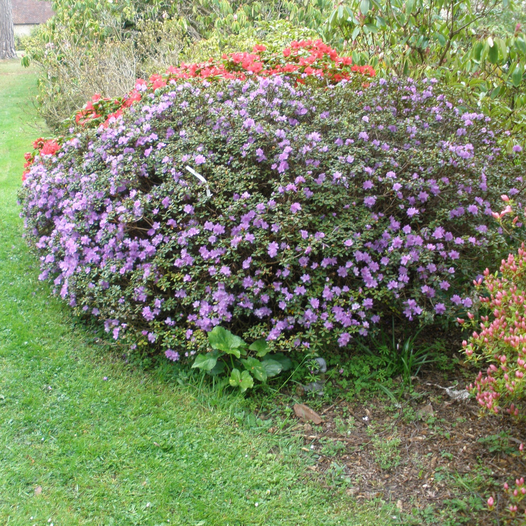 Ramapo Dwarf Rhododendrons - Buy Rhododendron Ramapo Online - Millais 