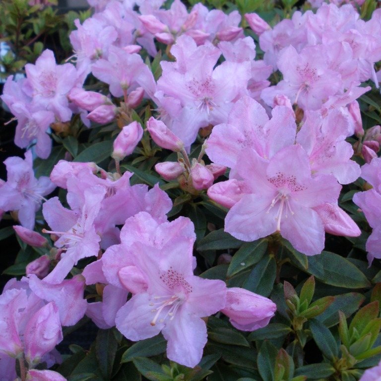 Robert Seleger Dwarf Rhododendrons - Buy Rhododendron Robert Seleger ...