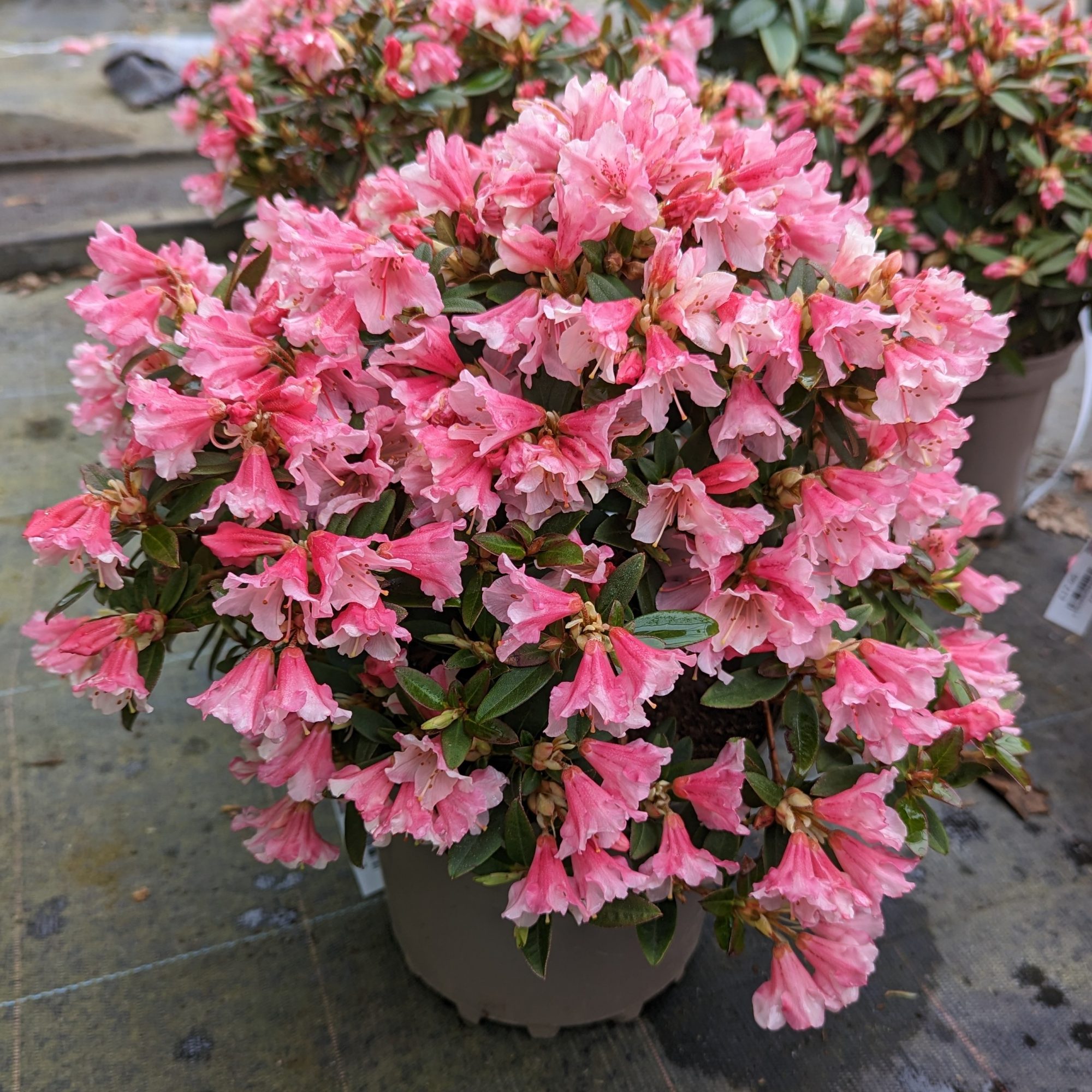 Wee Bee Dwarf Rhododendrons - Buy Rhododendron Wee Bee Online - Millais 