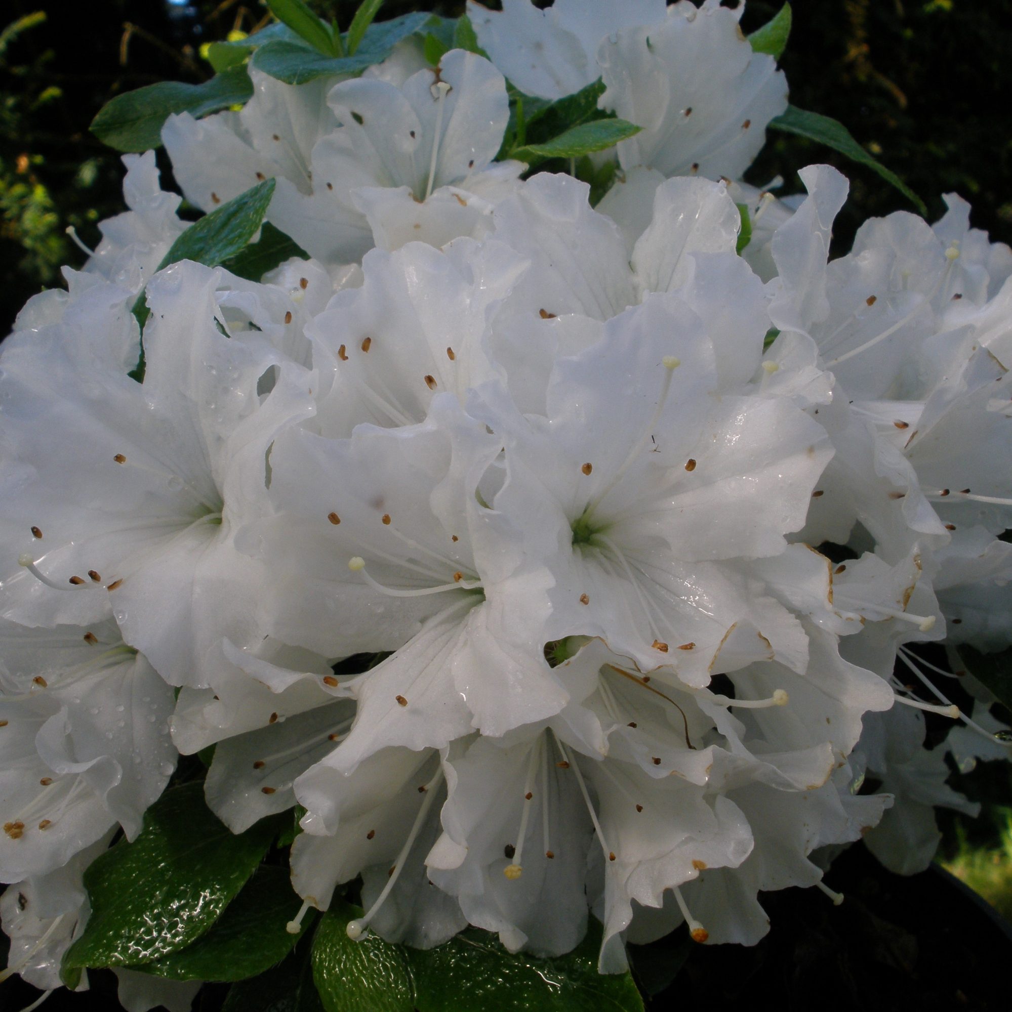 Evergreen Azalea Arctic Fox - Millais Nurseries