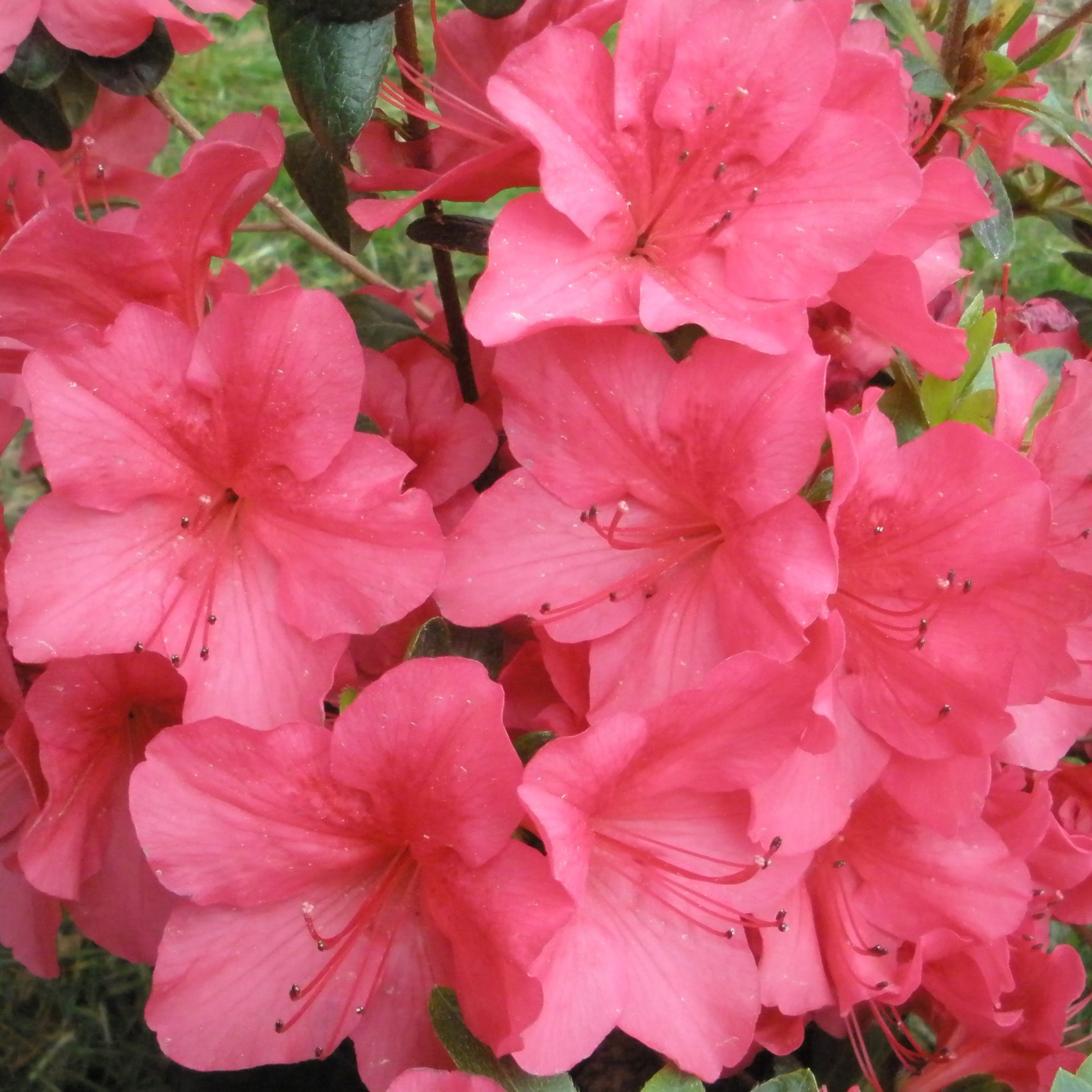 Autumn Glow Evergreen Azalea - Buy Rhododendron Autumn Glow online ...