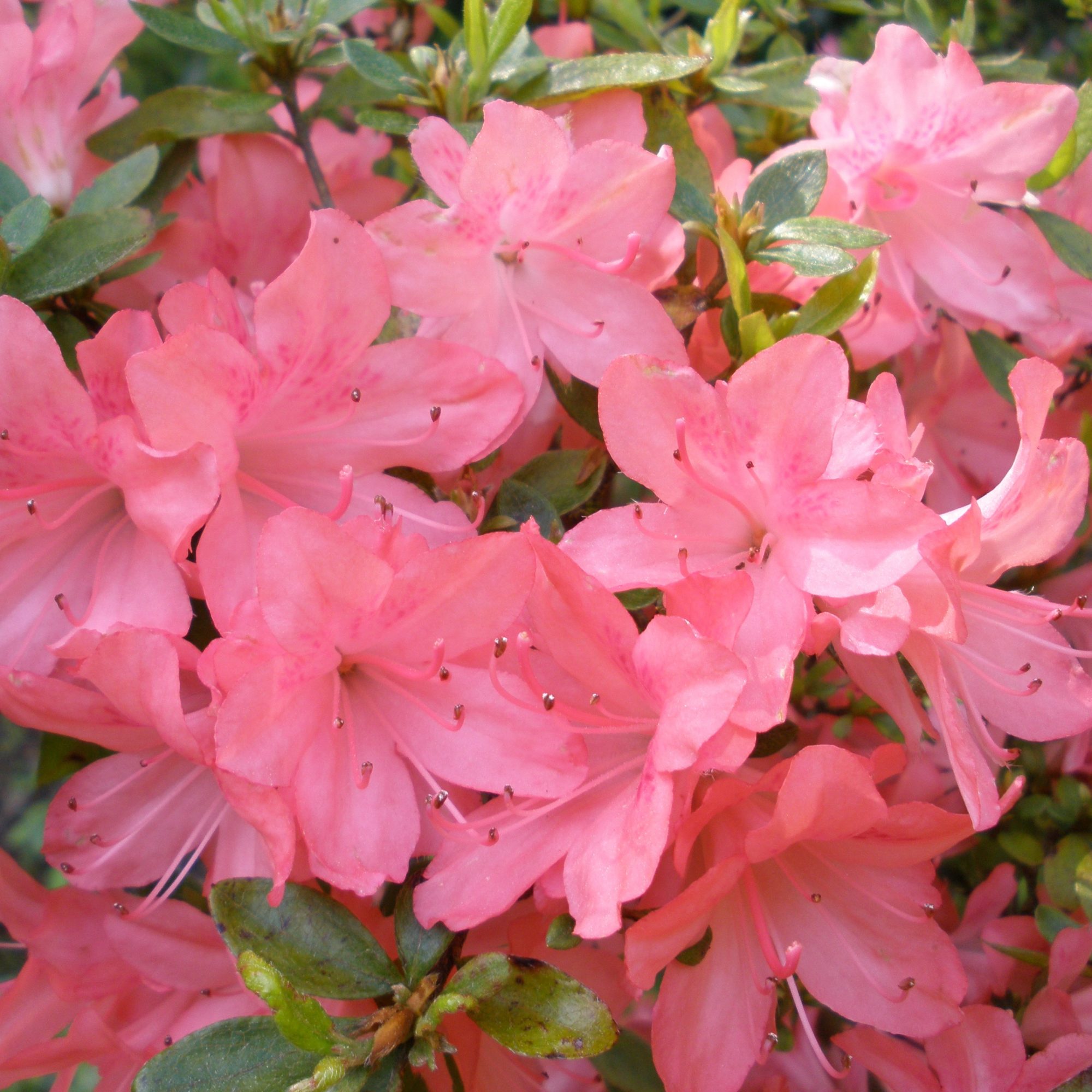 Blaauws Pink Evergreen Azalea Buy Rhododendron Blaauws