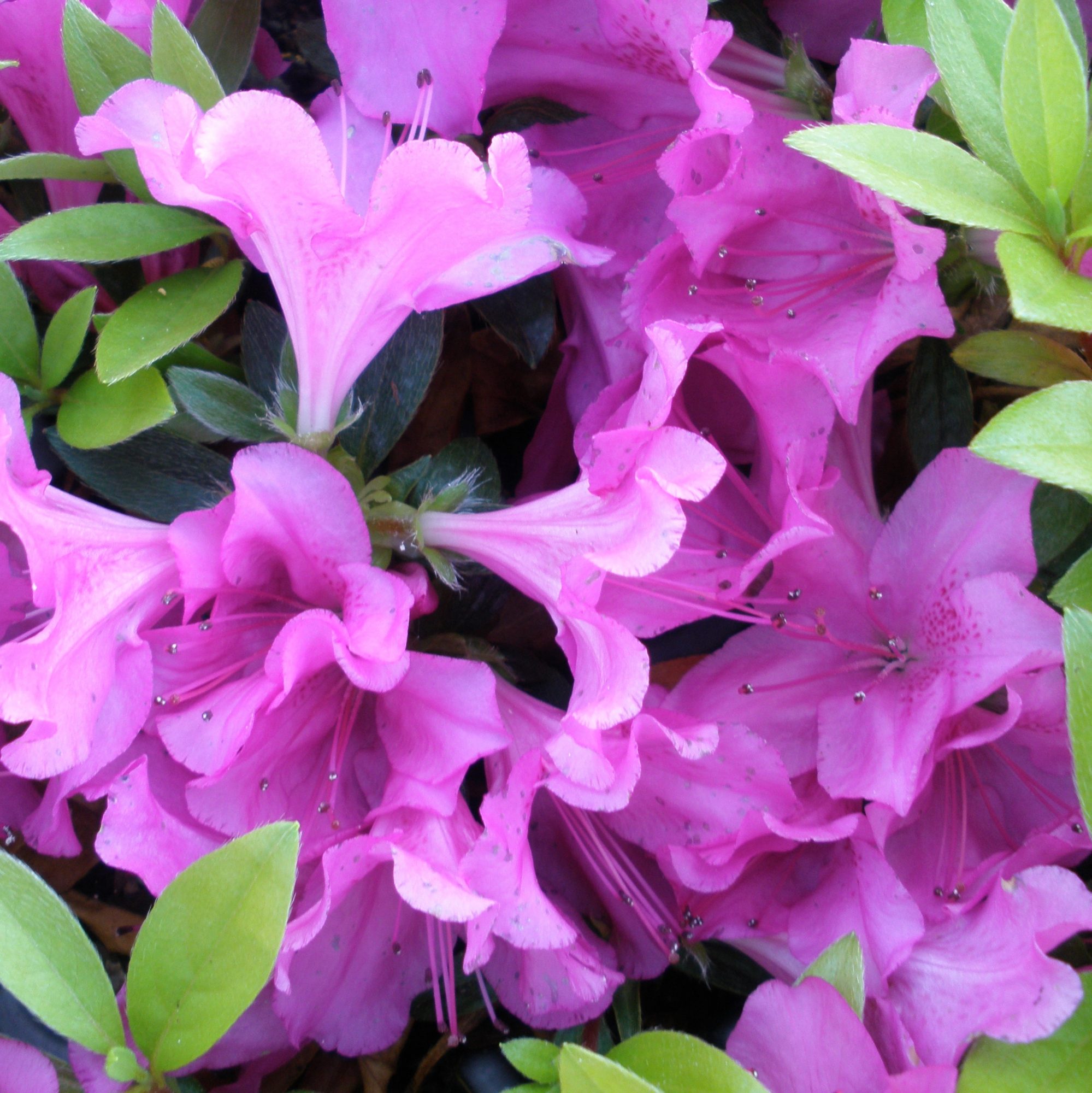 Blue Danube Evergreen Azalea - Buy Rhododendron Blue Danube online ...