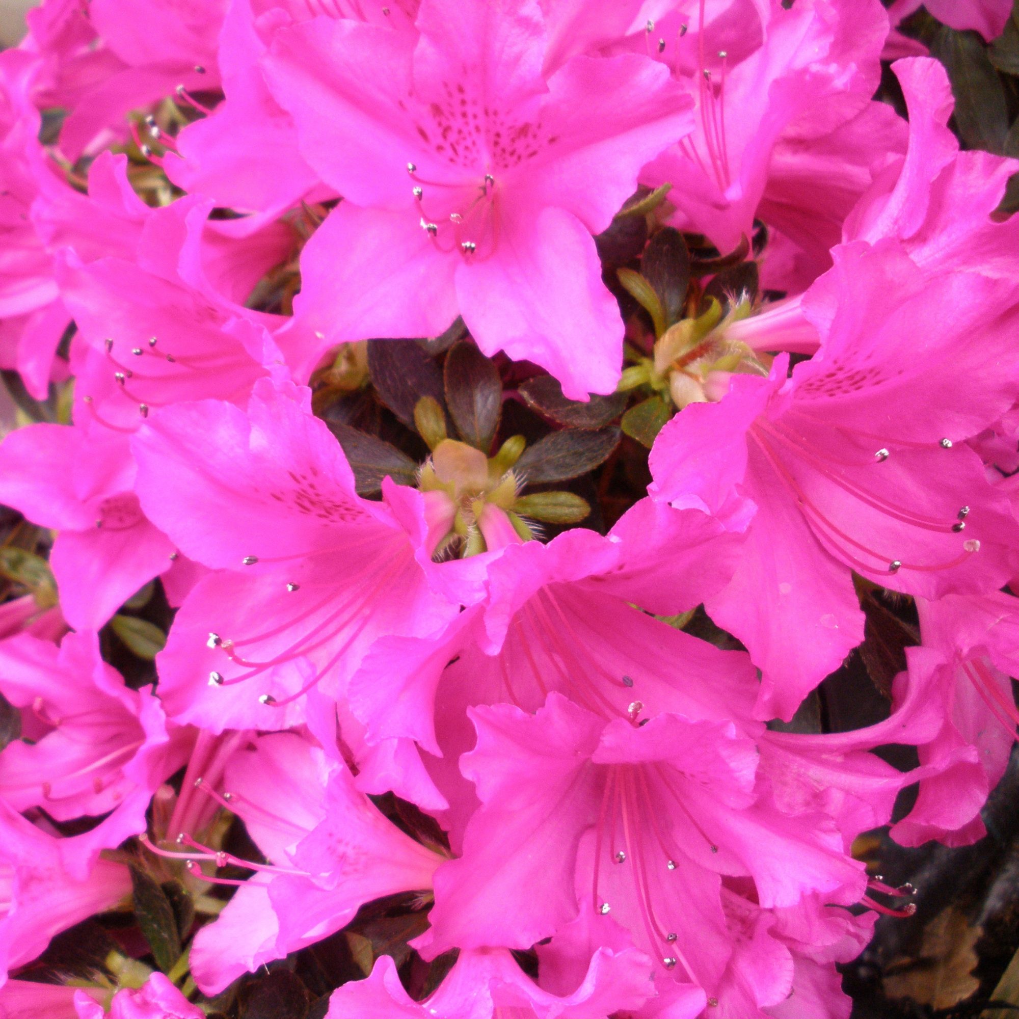 Blue Danube Evergreen Azalea - Buy Rhododendron Blue Danube online ...