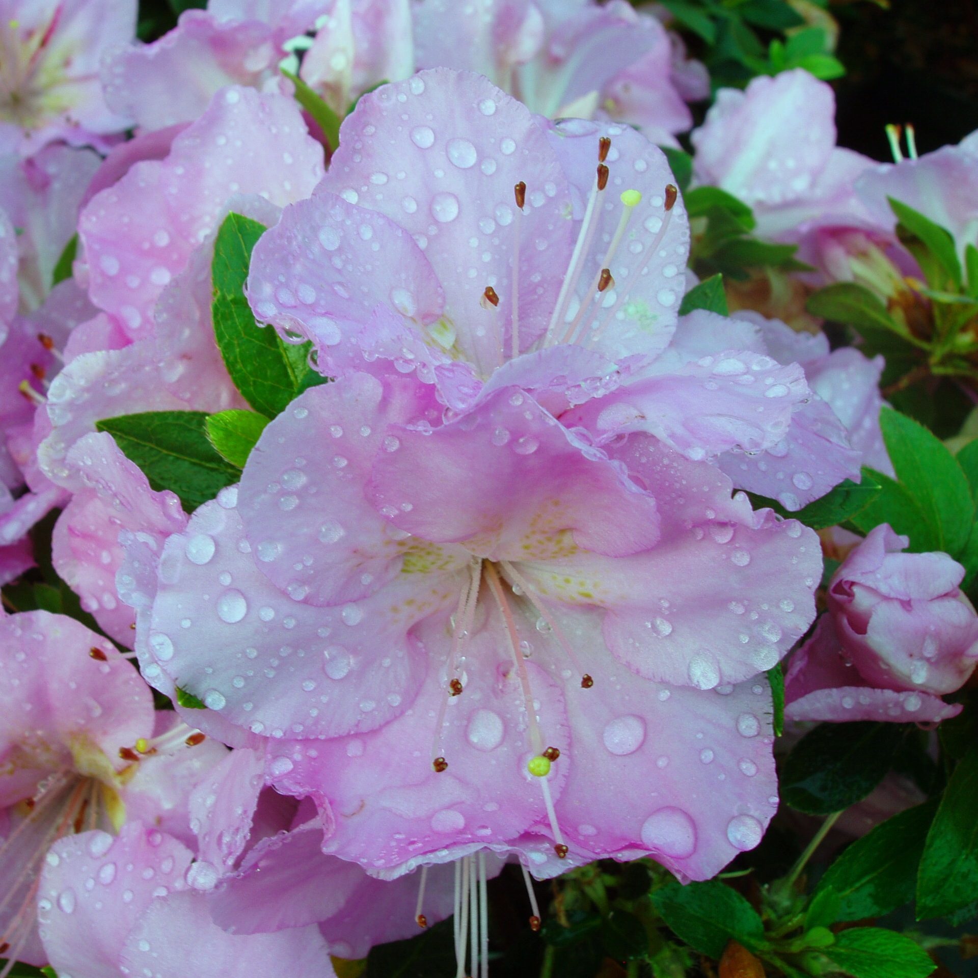 Blue Moon Evergreen Azalea - Buy Rhododendron Blue Moon online ...