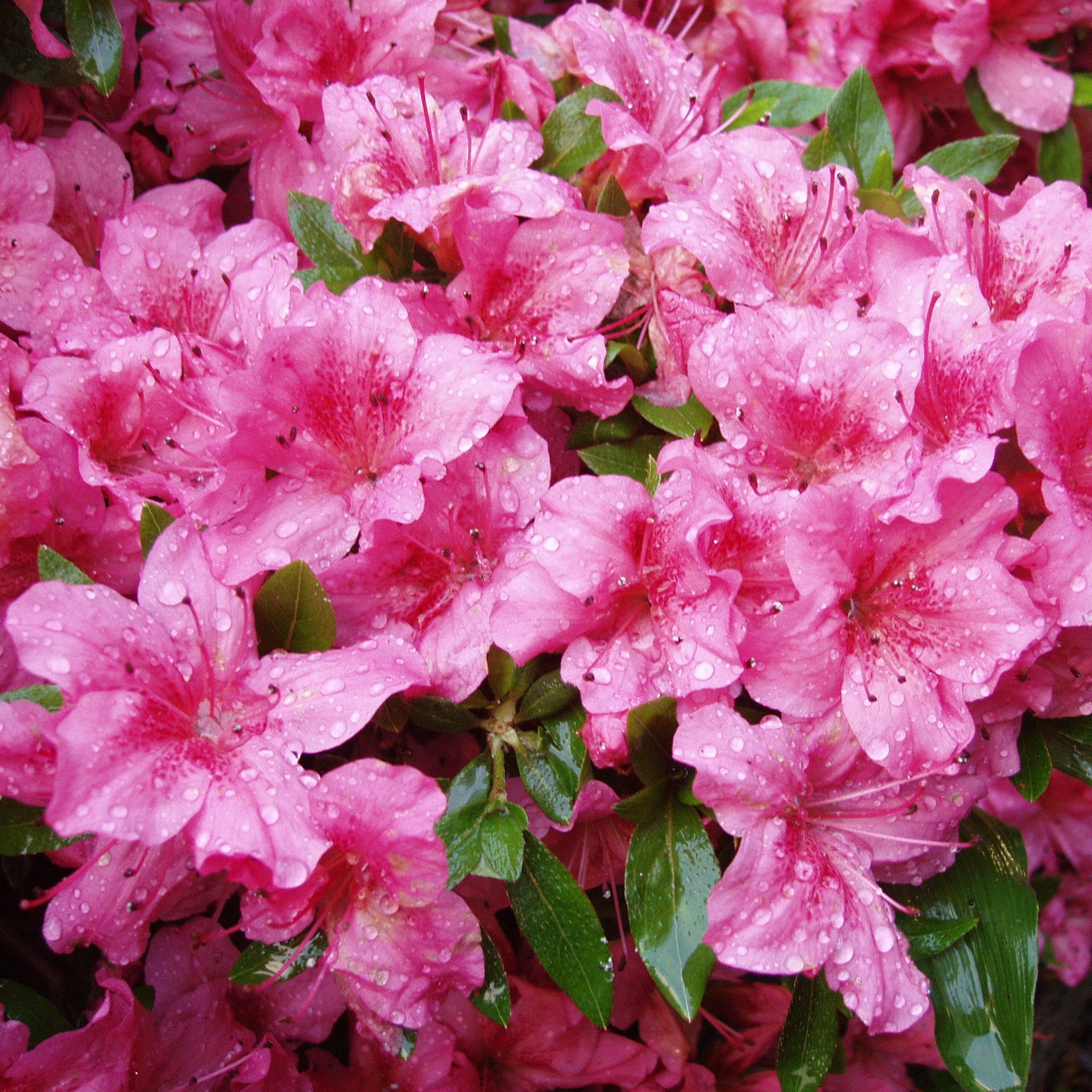 Chippewa Evergreen Azalea Buy Rhododendron Chippewa online