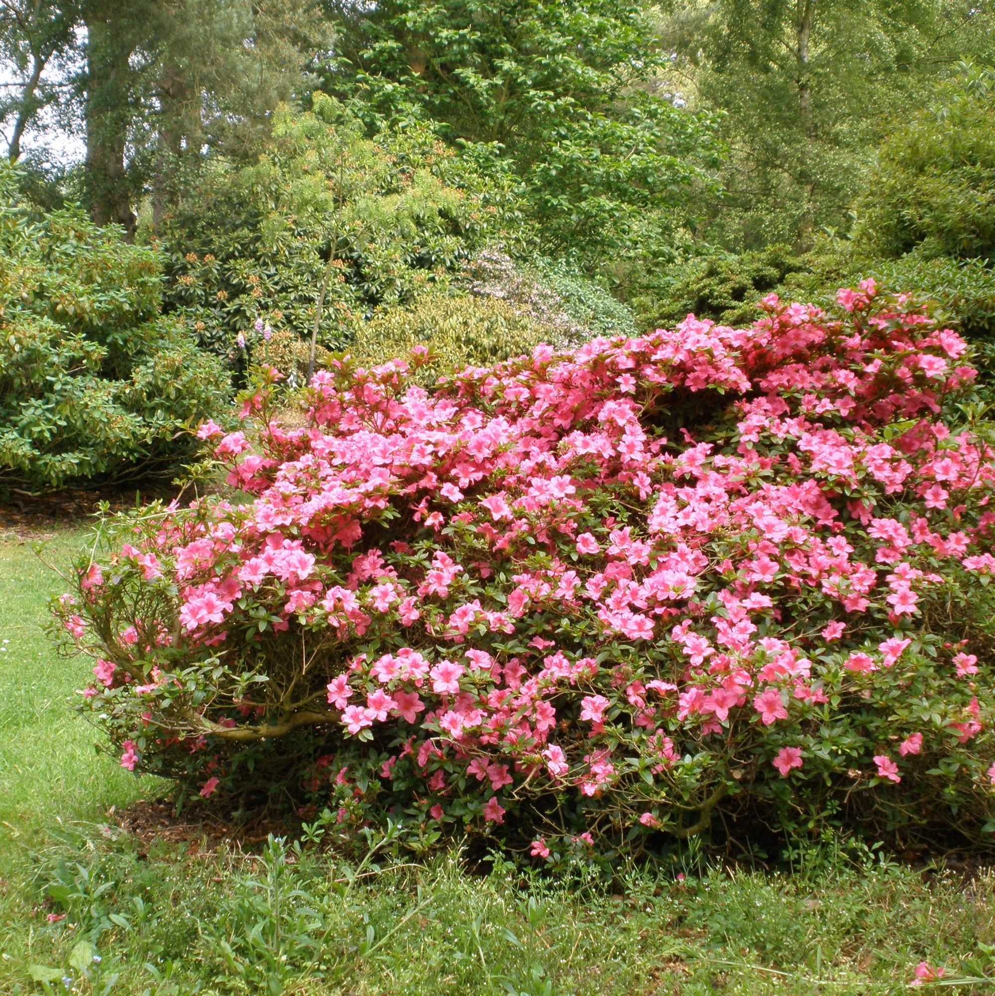 Chippewa Evergreen Azalea - Buy Rhododendron Chippewa online - Millais ...