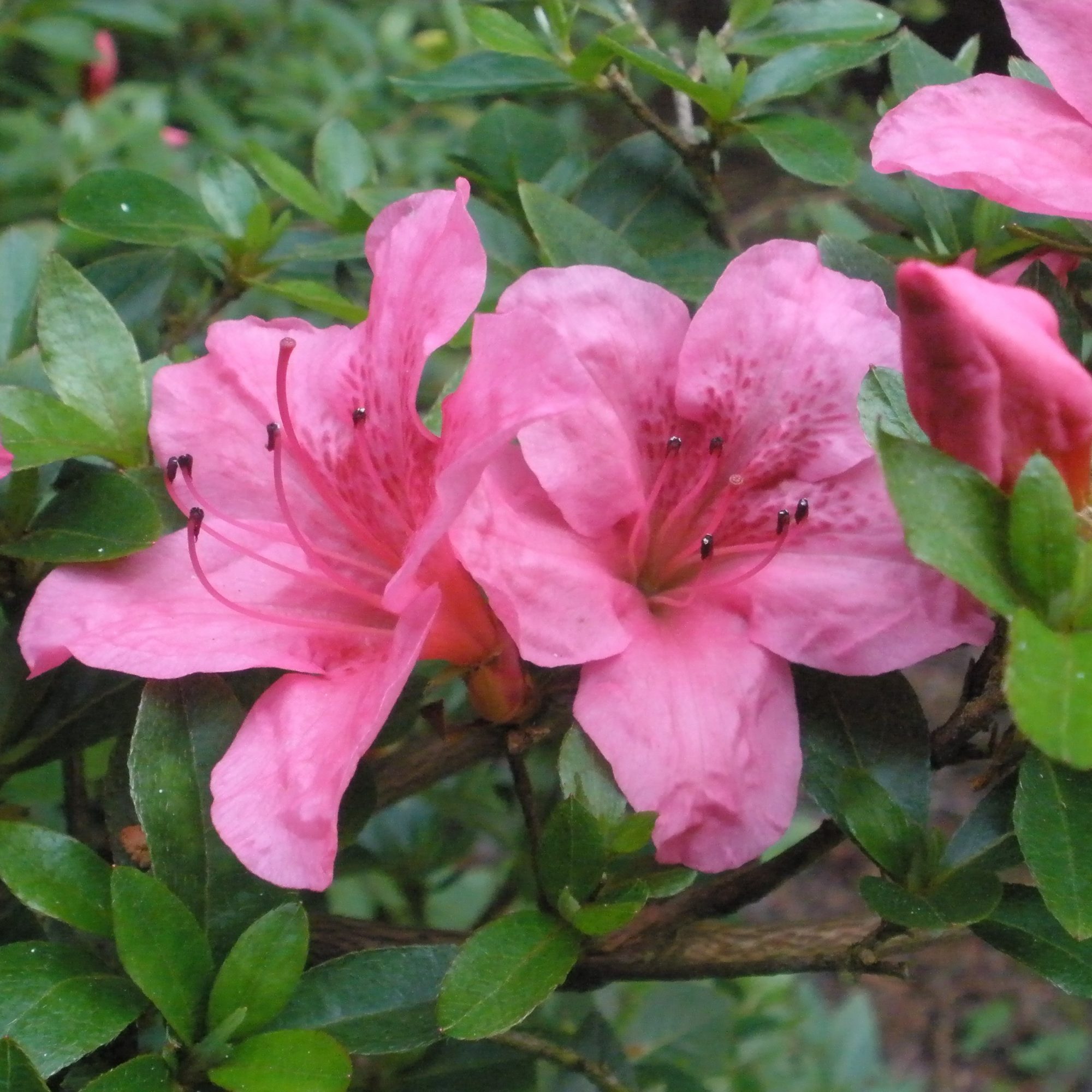 Chippewa Evergreen Azalea - Buy Rhododendron Chippewa online - Millais ...