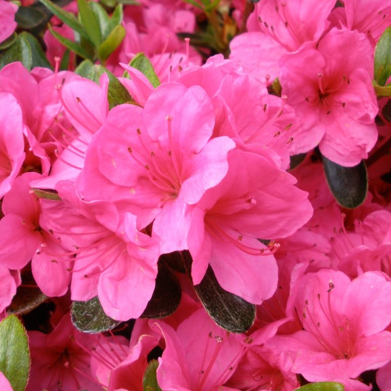 Corony Evergreen Azalea - Buy Rhododendron Corony online - Millais ...