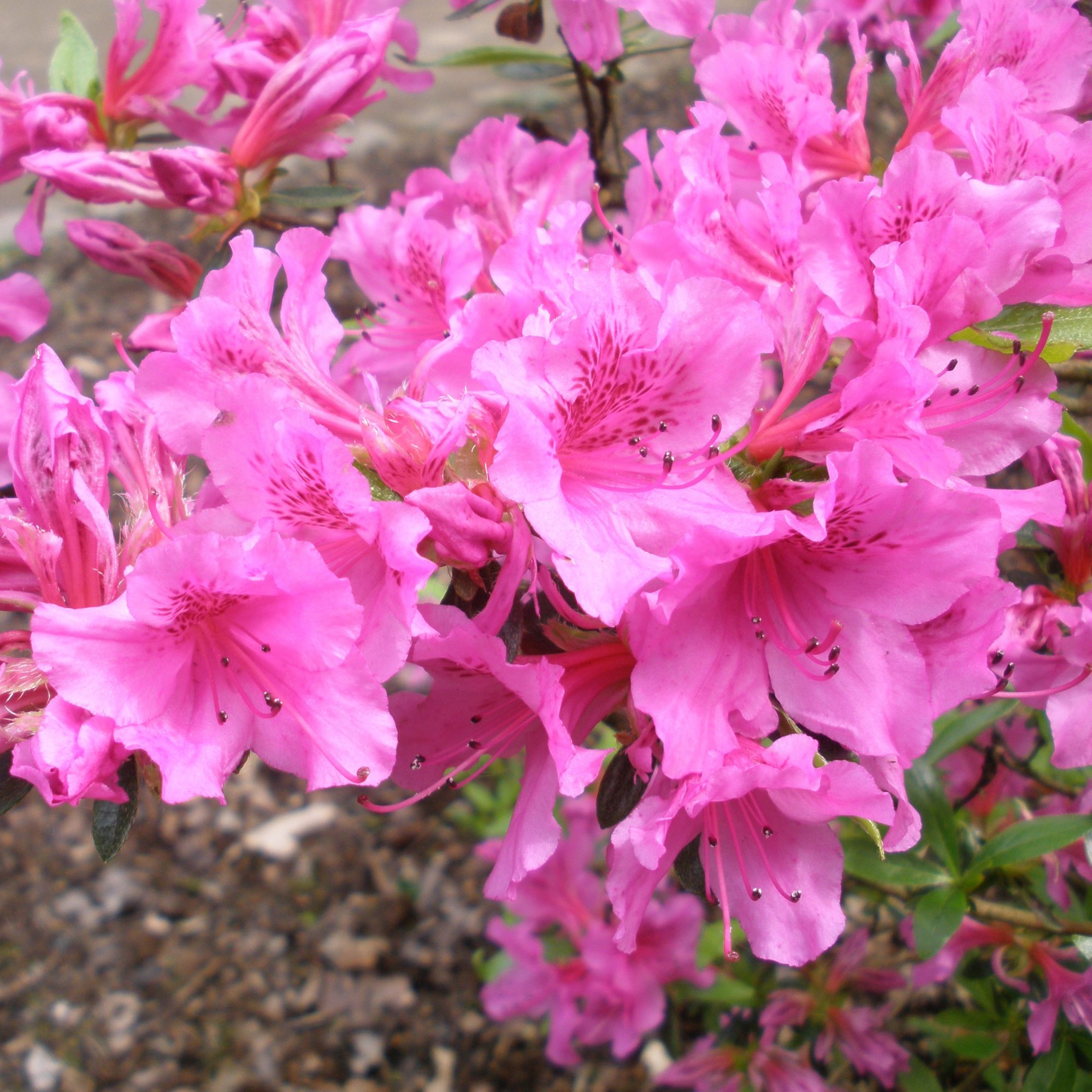 Evergreen Azalea Herbert - Buy Herbert Japanese Azaleas online 