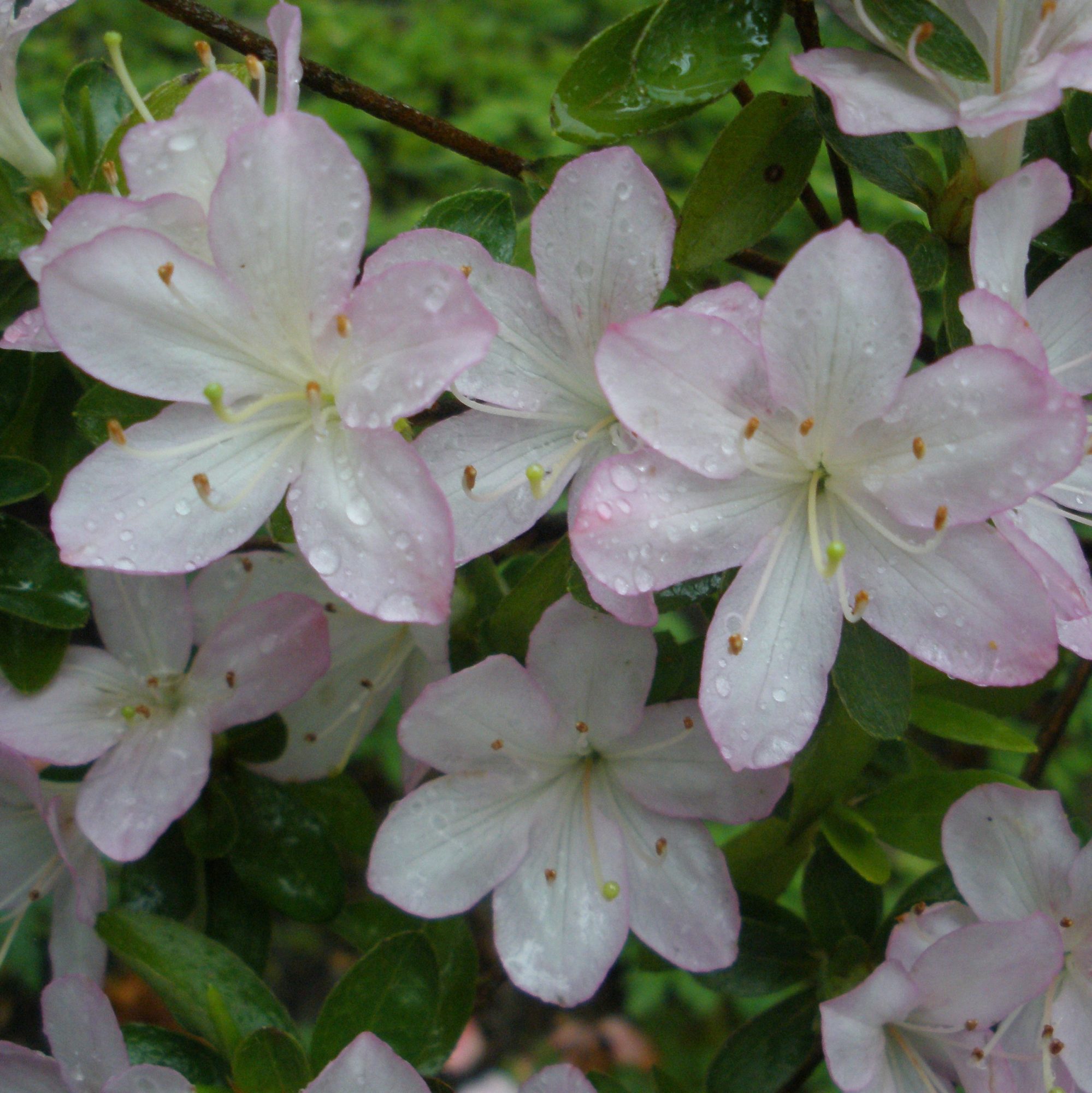 Irohayama Evergreen Azalea - Buy Rhododendron Irohayama online ...